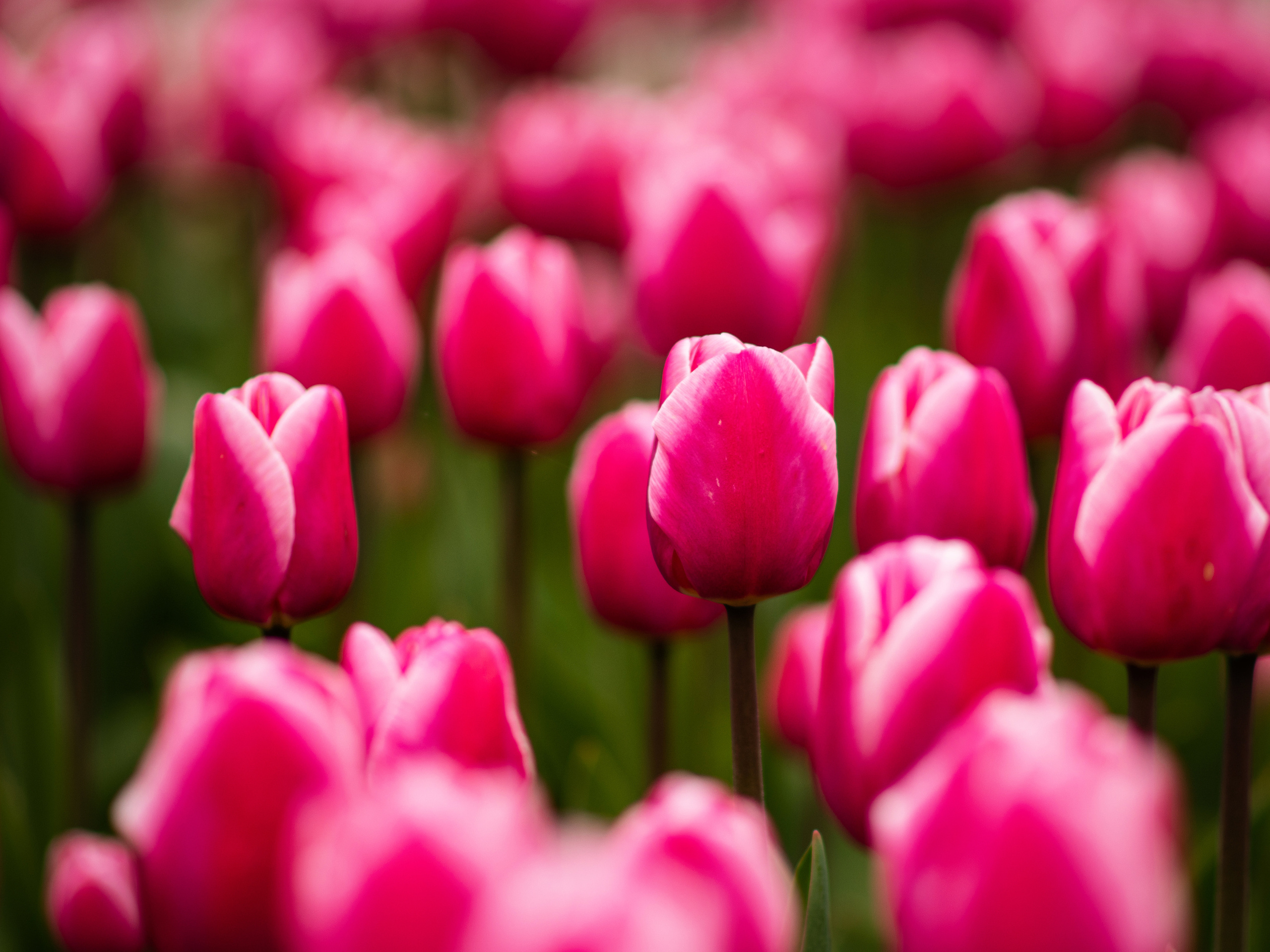 фотограф Севастополь, фотограф в Севастополе, фотопрогулка Севастополь, фотопрогулка в Севастополе, цветущий Севастополь, фотокартины Севастополь, тюльпаны, Приморский бульвар, Севастополь, отдых в Севастополе, куда пойти в Севастополе, отдых в Крыиу, Крым, куда поехать в Крыму