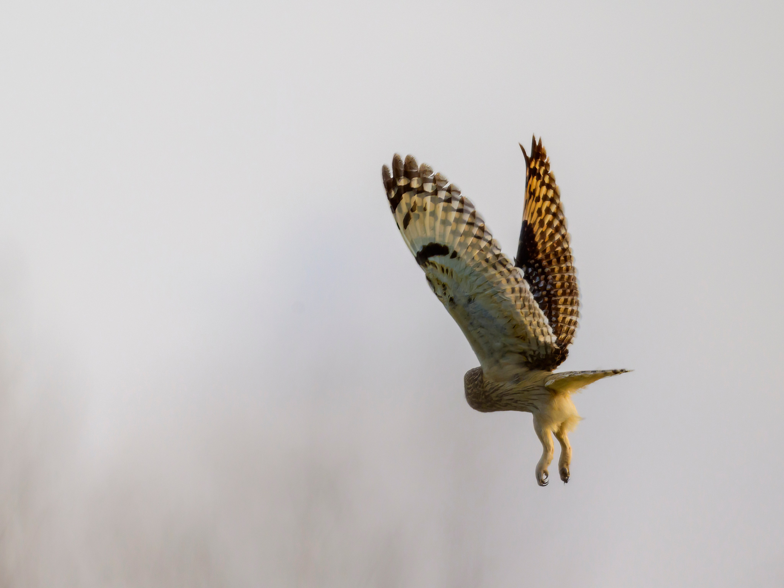 Луговой лунь. Фотограф Сергей Пупонин