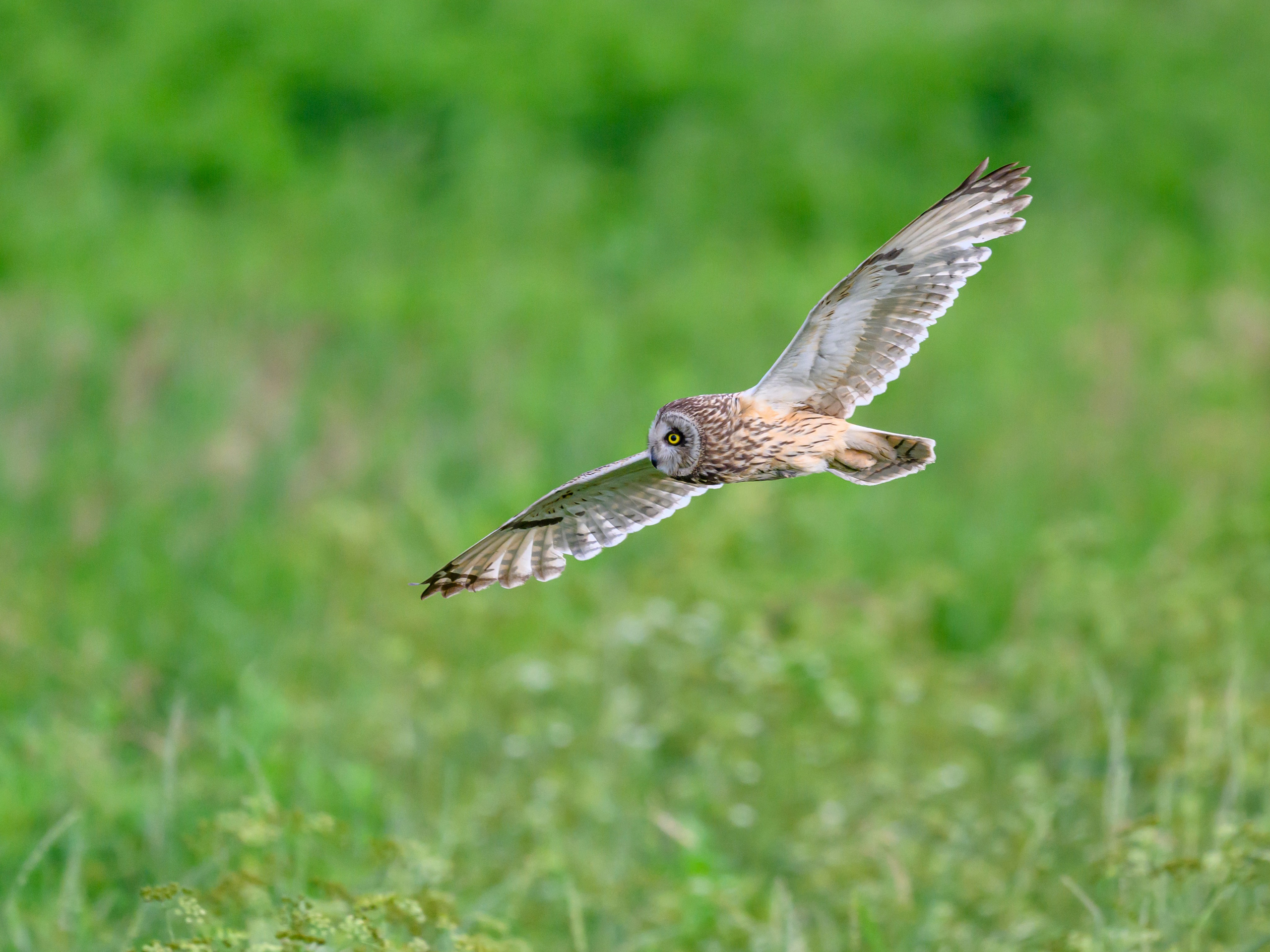 Фотосессия совы. Фотограф Сергей Пупонин