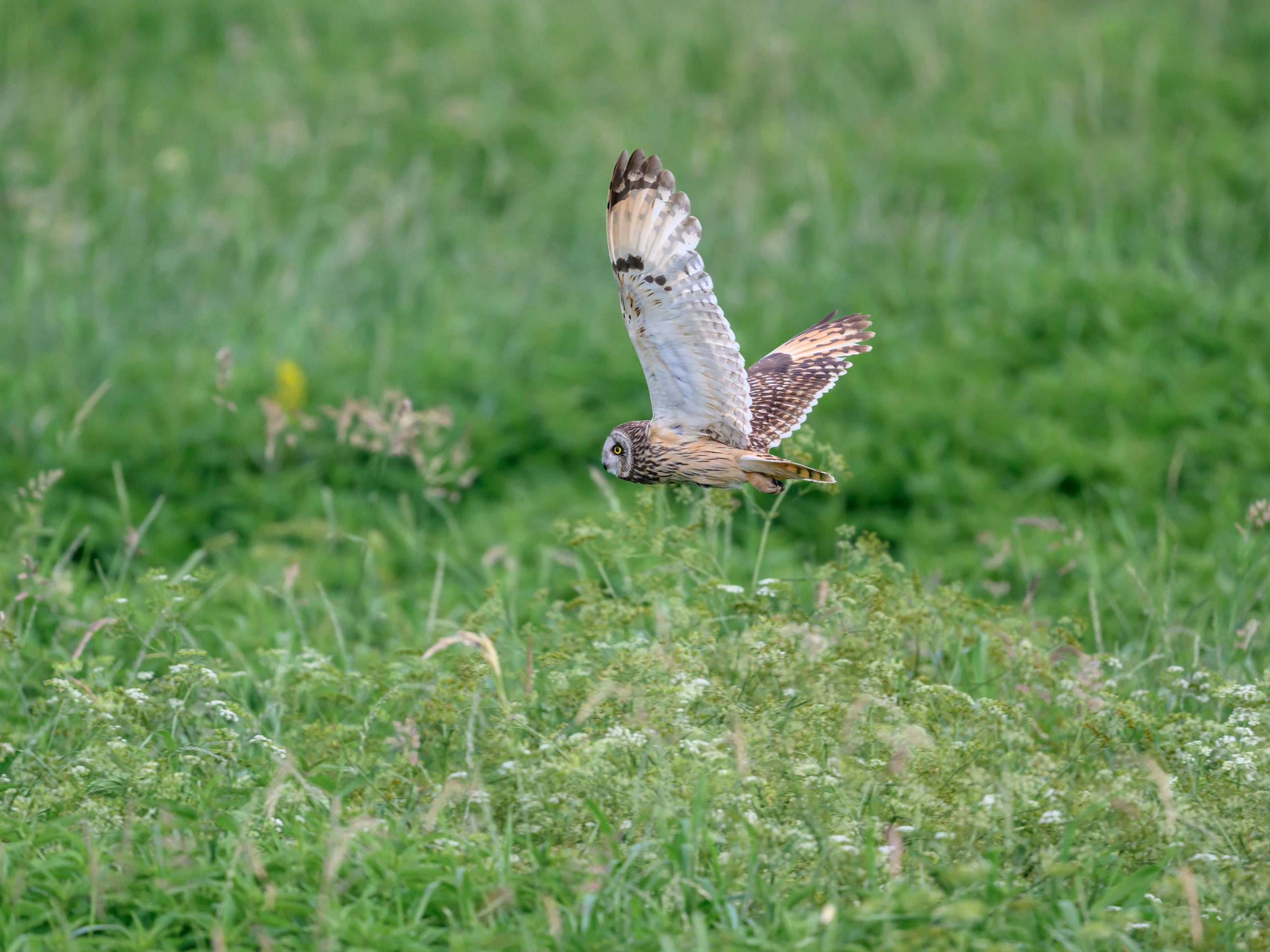 Фотосессия совы. Фотограф Сергей Пупонин