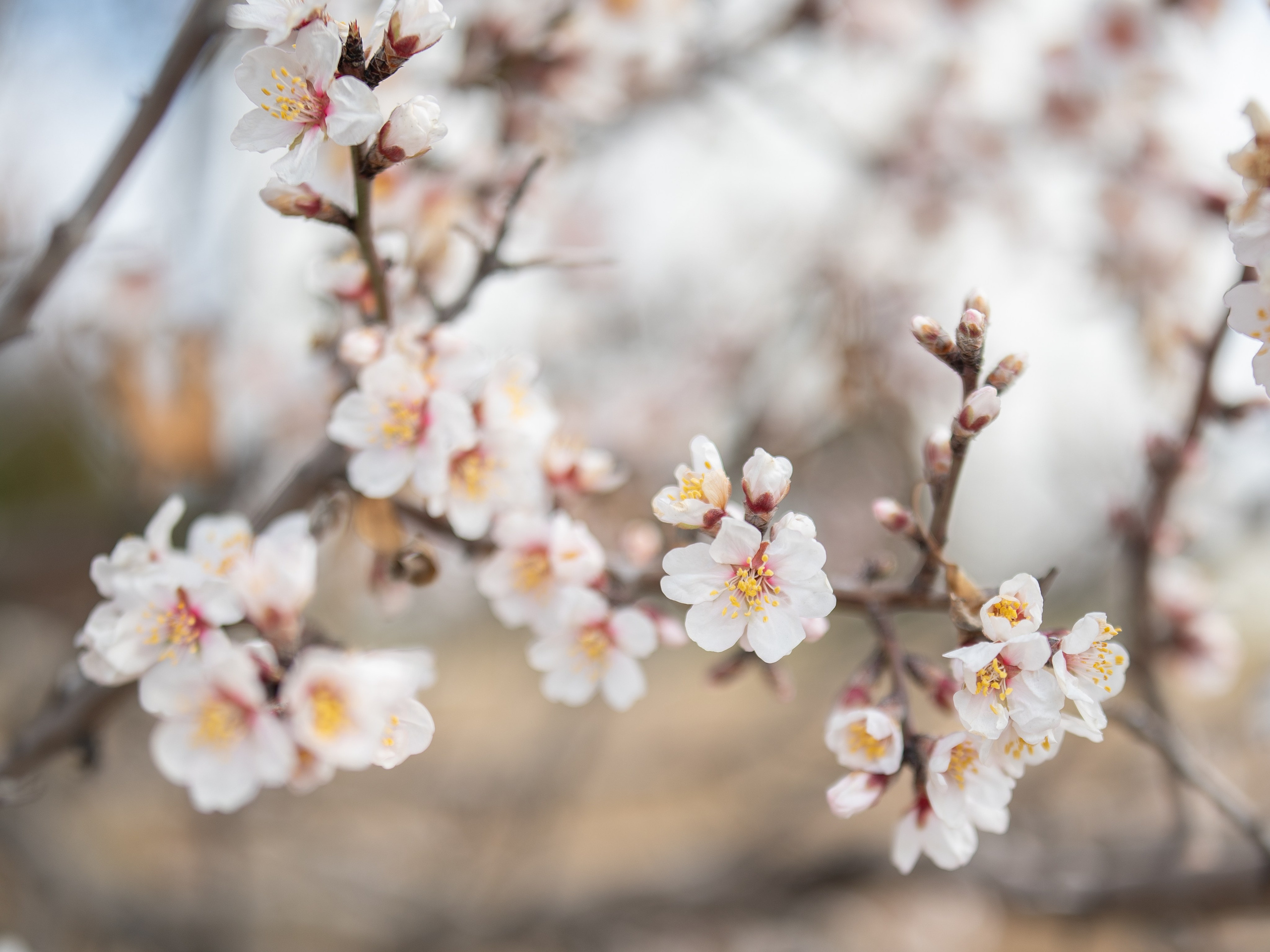 Что цветет в Крыму в марте?