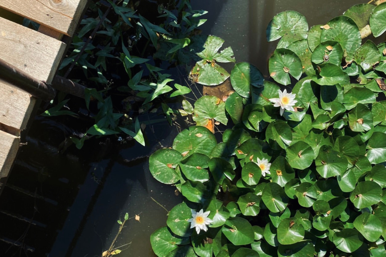 Услуги. Репортажи, уличные и студийные съёмки в Москве