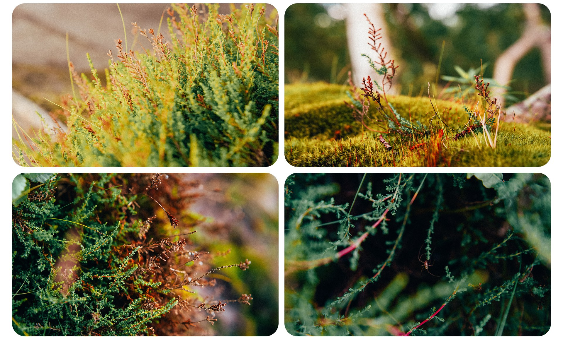 Калининград 3. Фотограф из Москвы — DASHA NOVA | Авторская фотография в разных жанрах