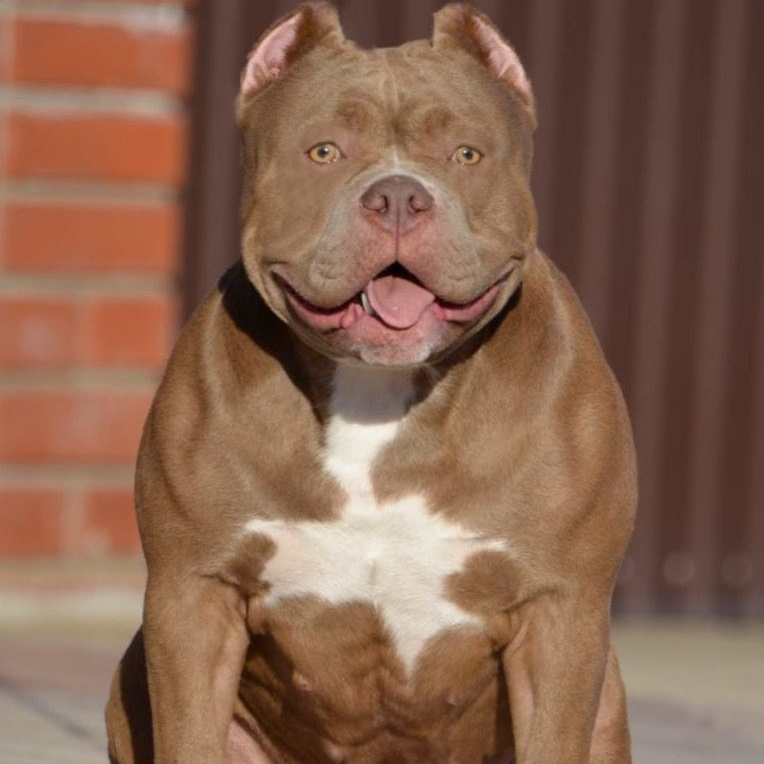 Производительницы Американский Булли. ПИТОМНИК СОБАК ПОРОДЫ АМЕРИКАНСКИЙ БУЛЛИ