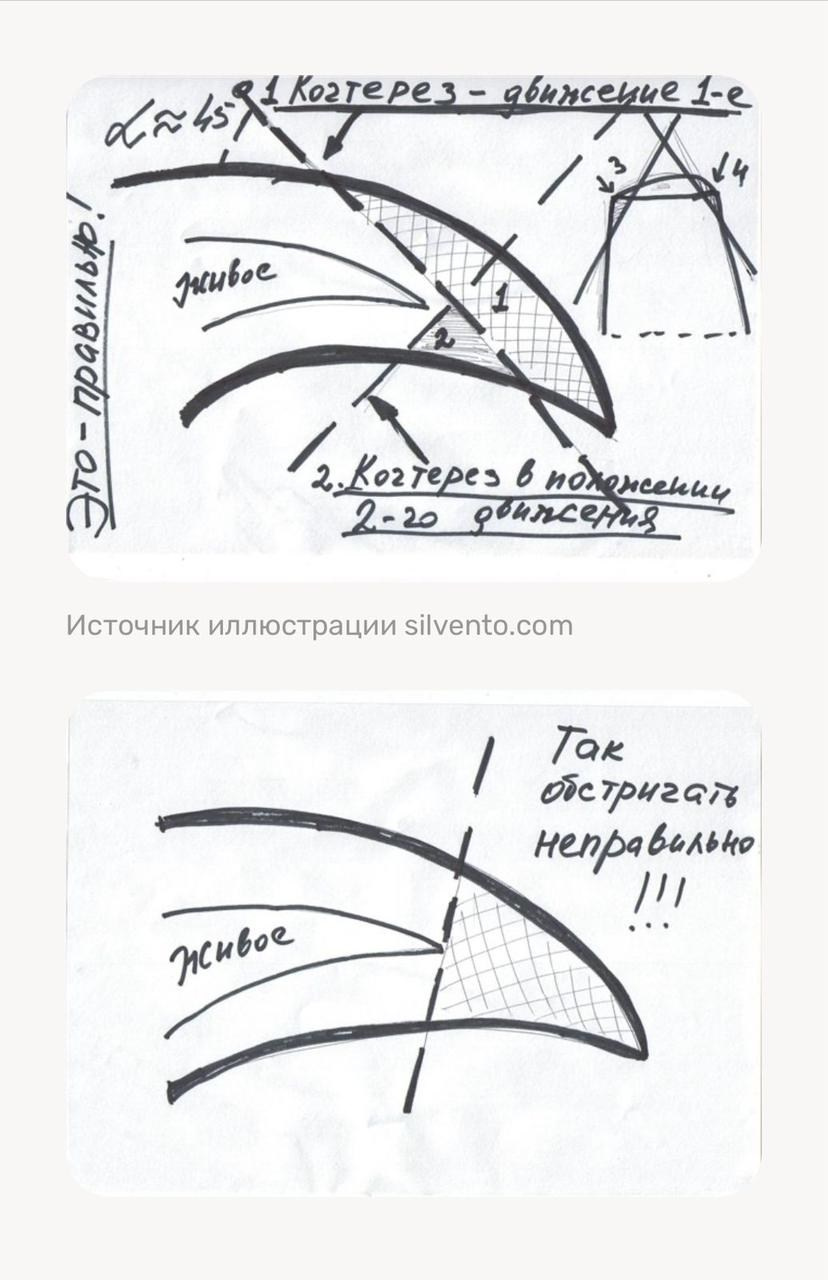 ✅ Стрижка когтей. ПИТОМНИК СОБАК ПОРОДЫ АМЕРИКАНСКИЙ БУЛЛИ