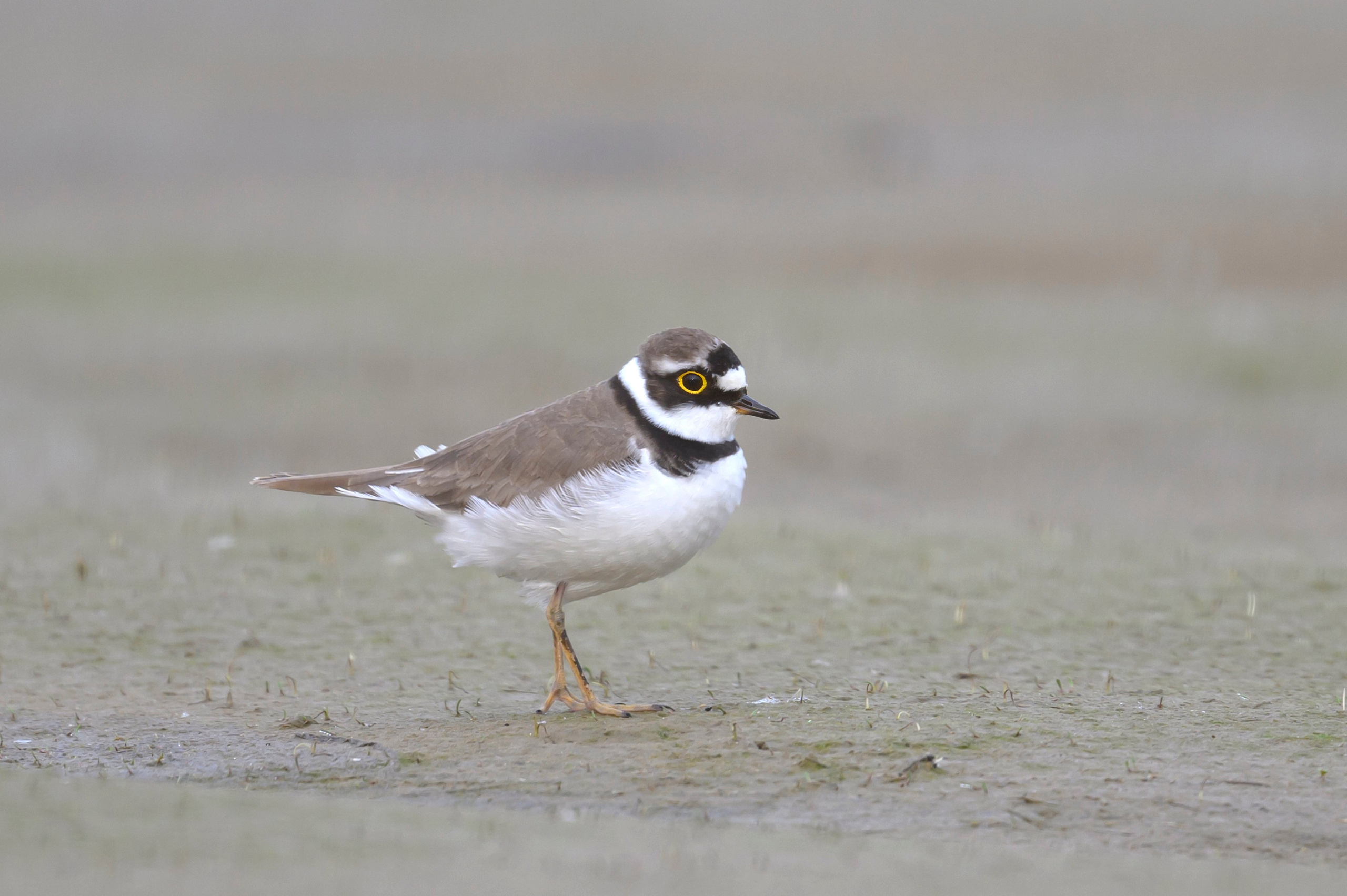Малый зуек. Фотограф Сергей Пупонин
