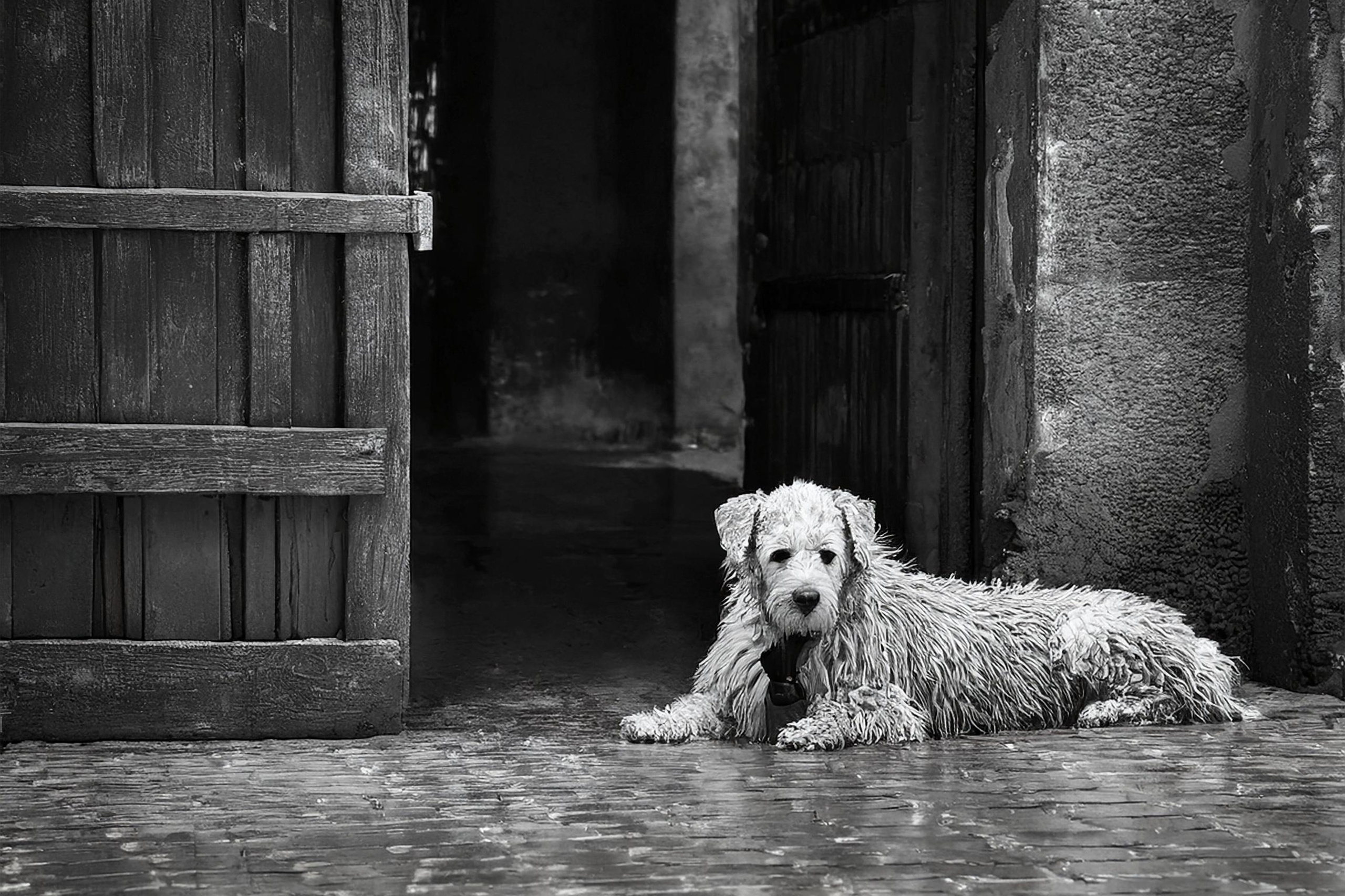 Как улучшить качество ЧБ фотографий. Safronov Ivan — a portrait photographer in Moscow