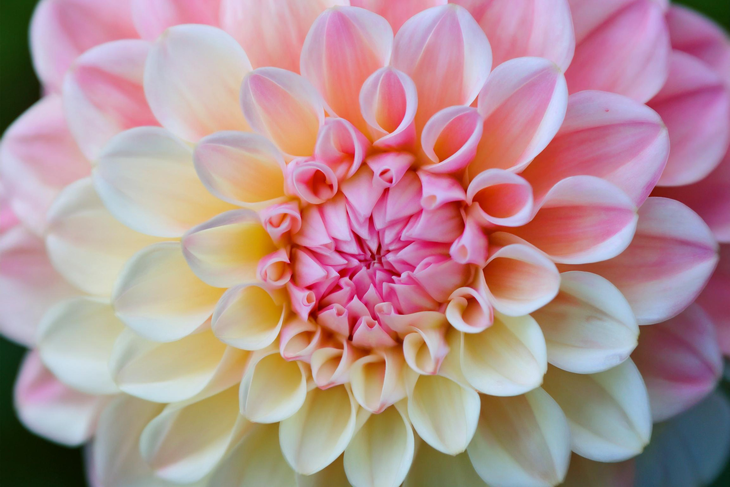 Фотосъемка цветов. Сафронов Иван — портретный фотограф в Москве