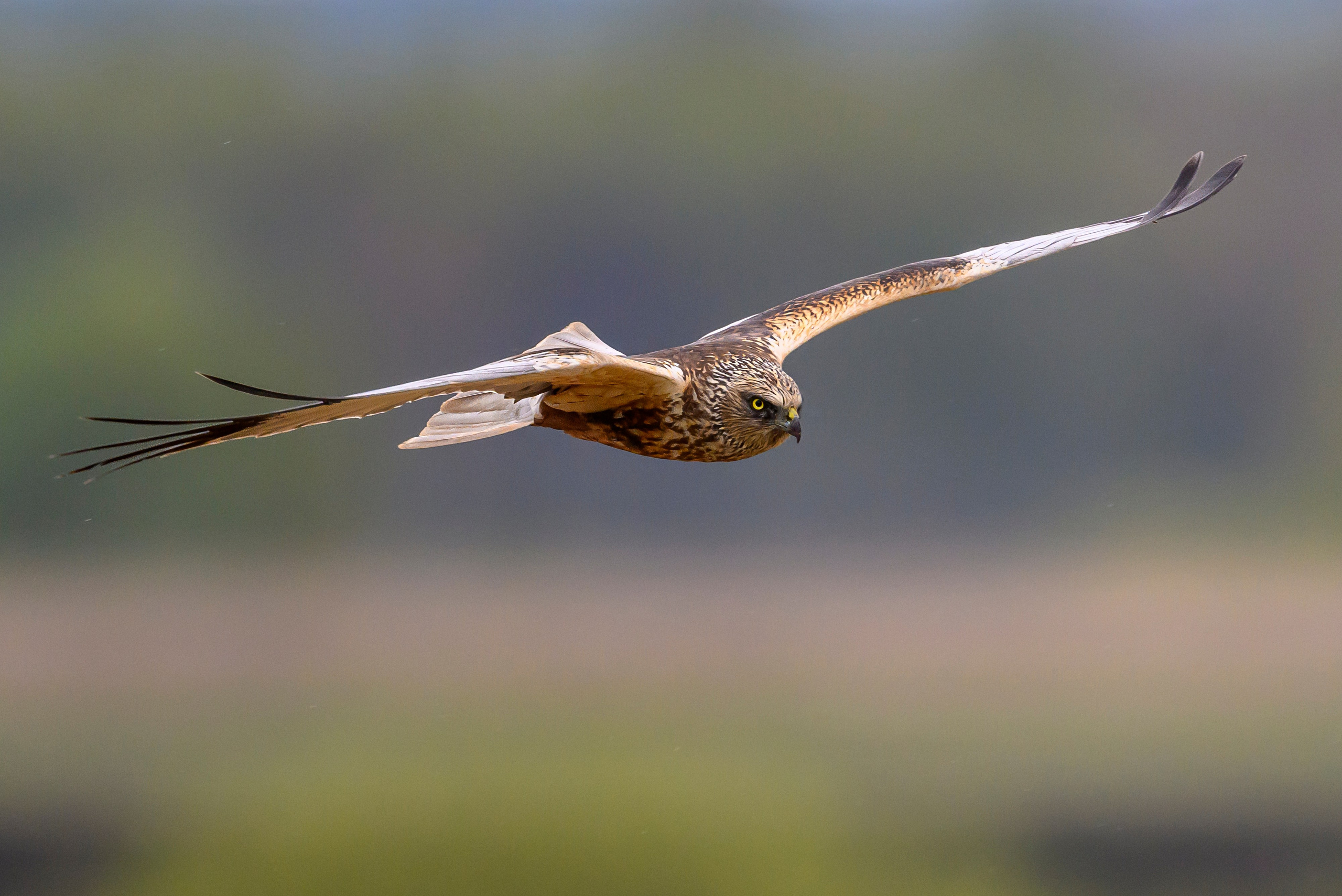 После снегопада. Фотограф Сергей Пупонин