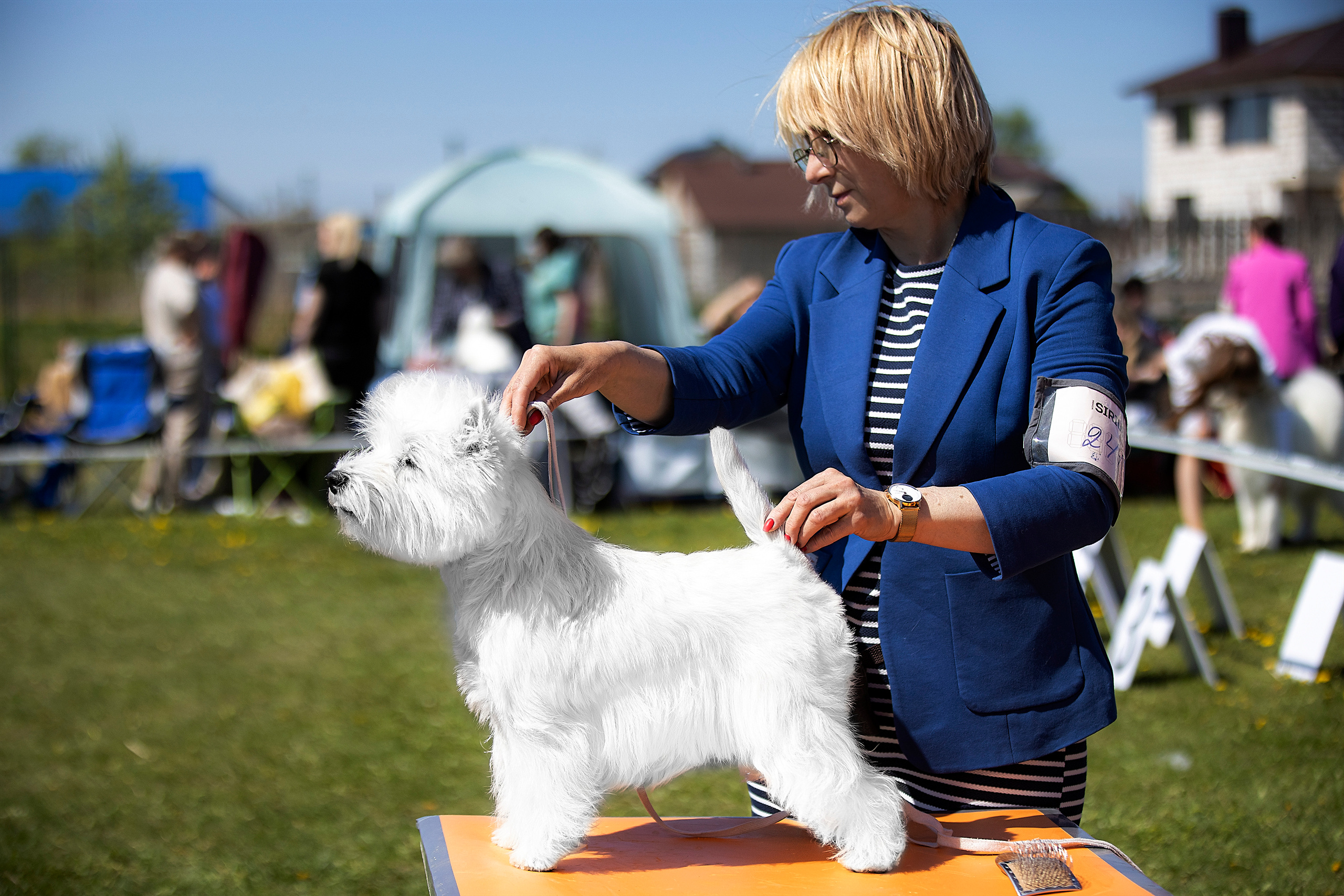 Питомник собак породы вест хайленд вайт терьер в Москве. Питомник собак породы вест хайленд вайт терьер в Москве