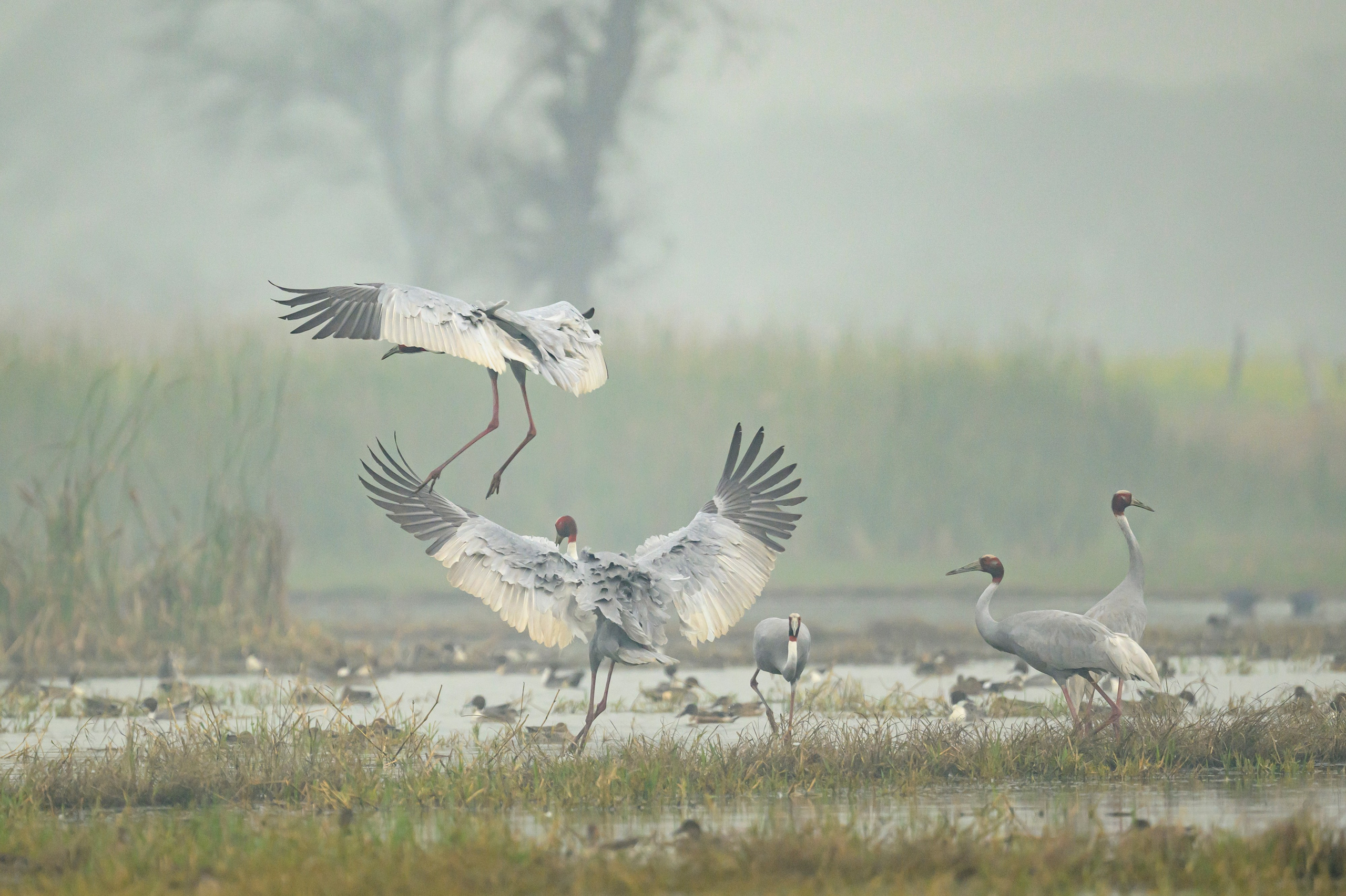 Индийский журавль. Фотограф Сергей Пупонин