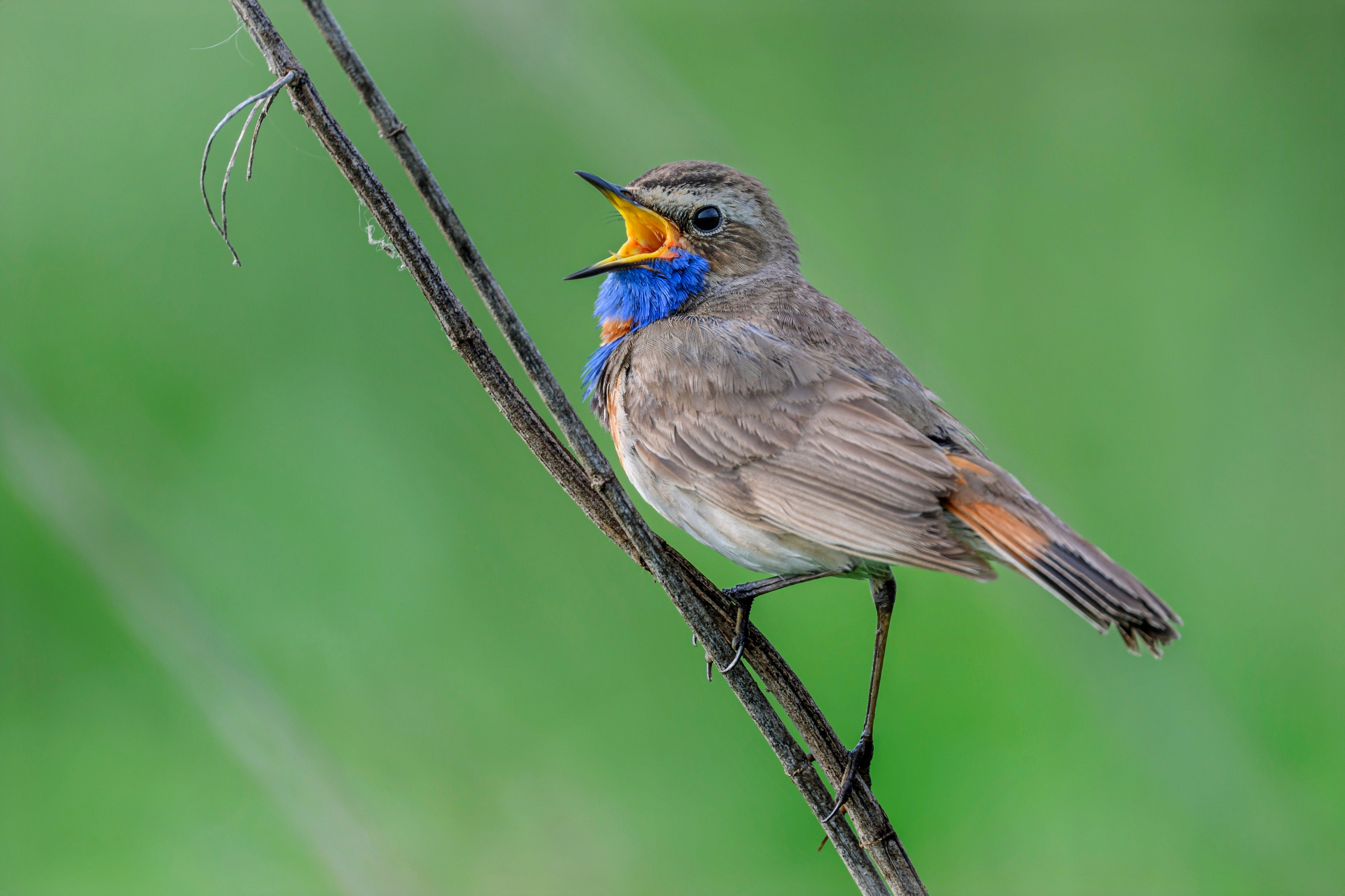 Кулики не позировали. Фотограф Сергей Пупонин