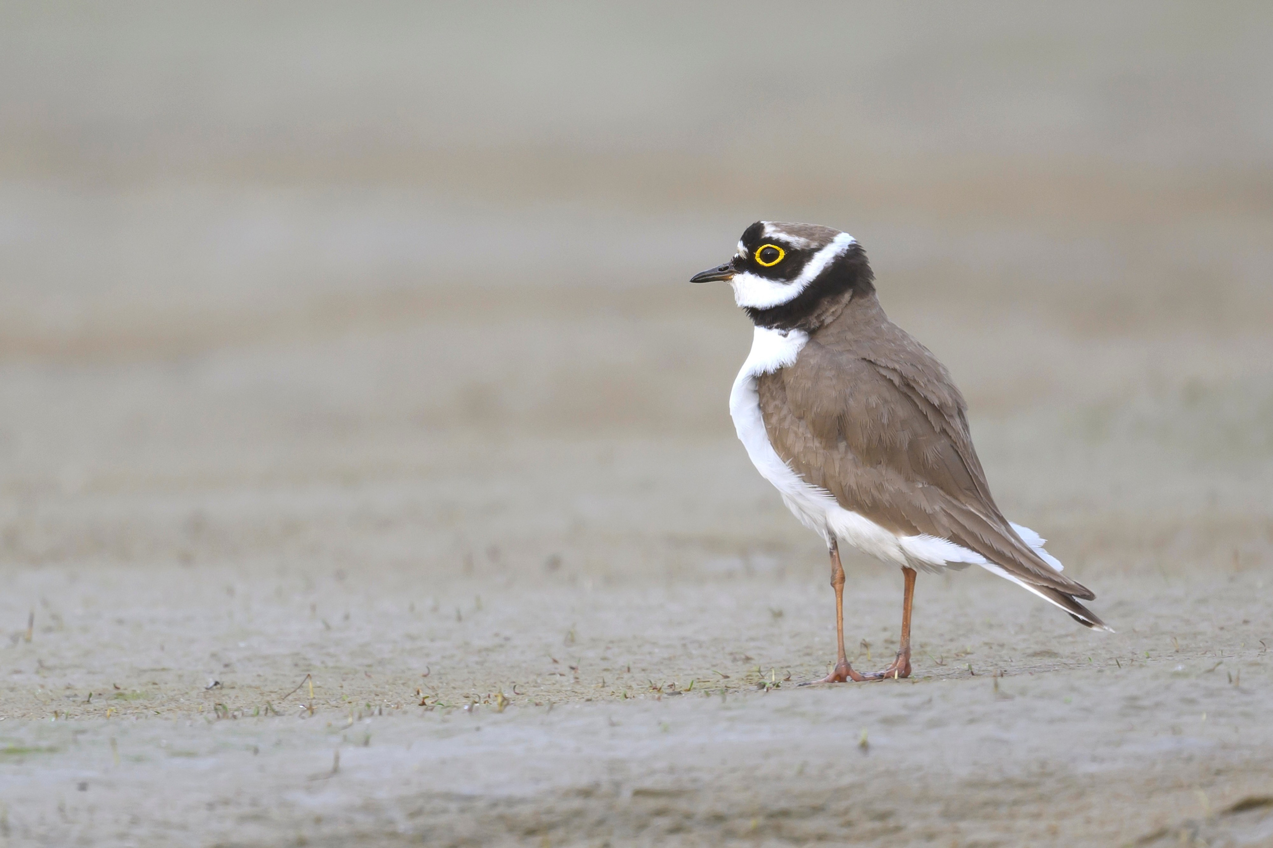 Малый зуек. Фотограф Сергей Пупонин