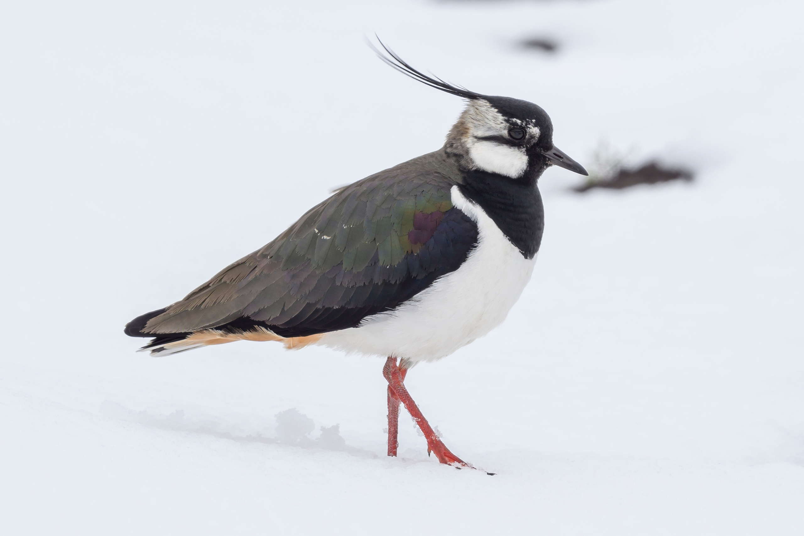 Снегопад. Фотограф Сергей Пупонин