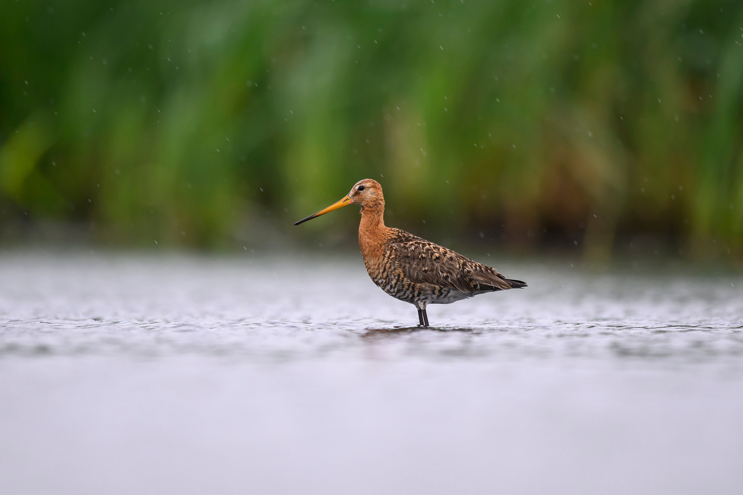 Поручейники и большой веретенник. Фотограф Сергей Пупонин
