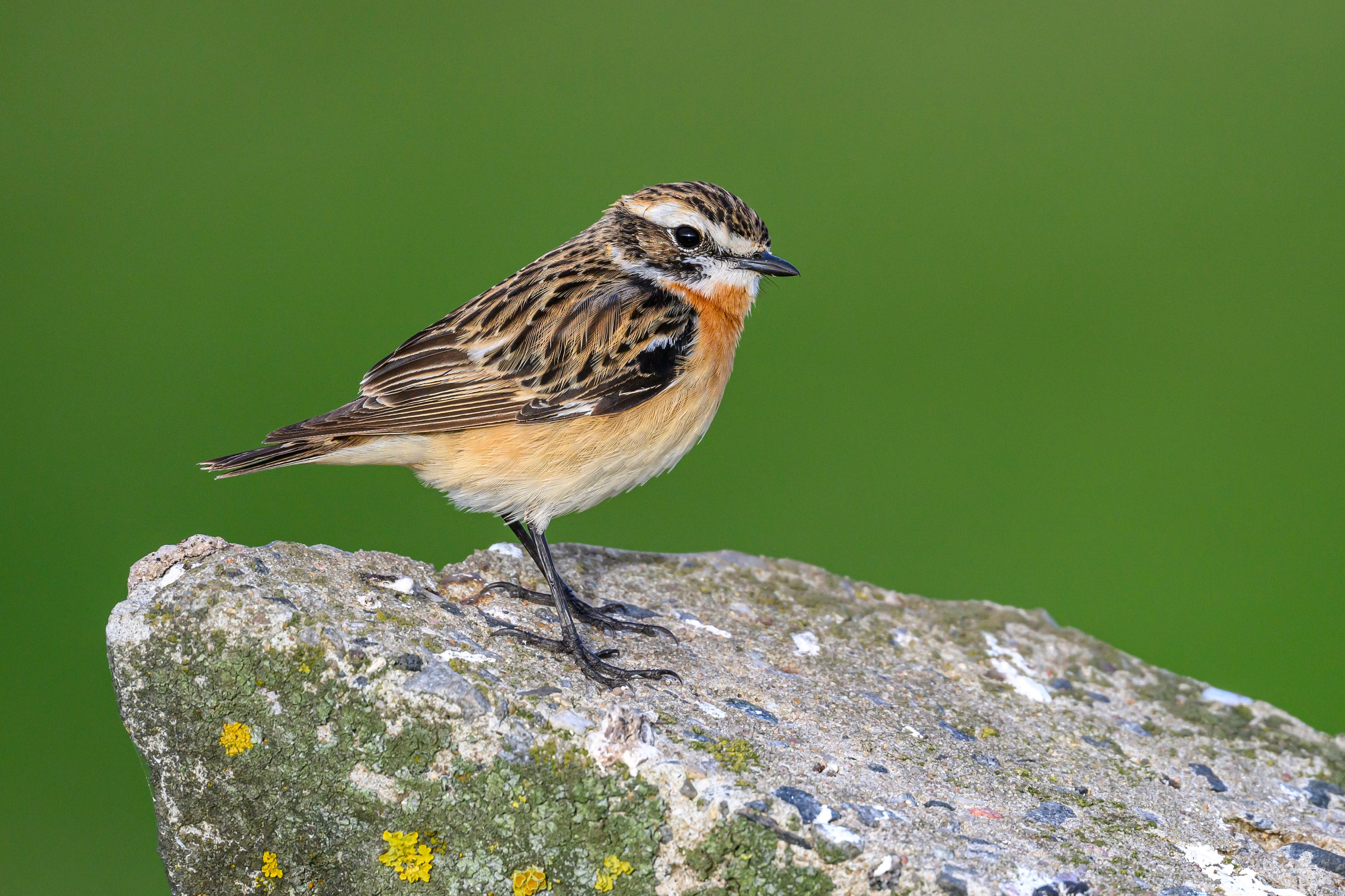 Чекан, гнезда пустельги и чибиса. Фотограф Сергей Пупонин