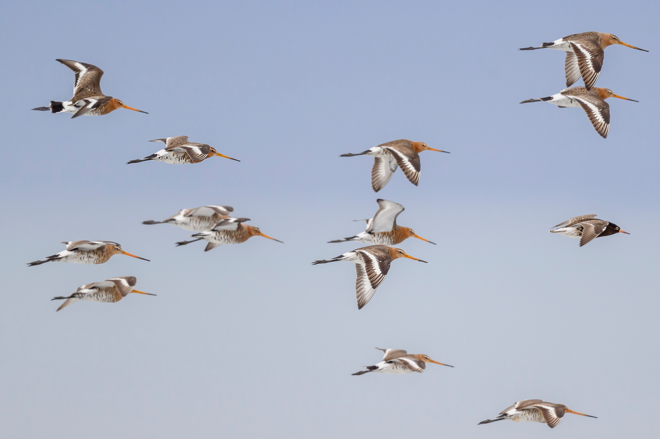 Снегопад. Фотограф Сергей Пупонин