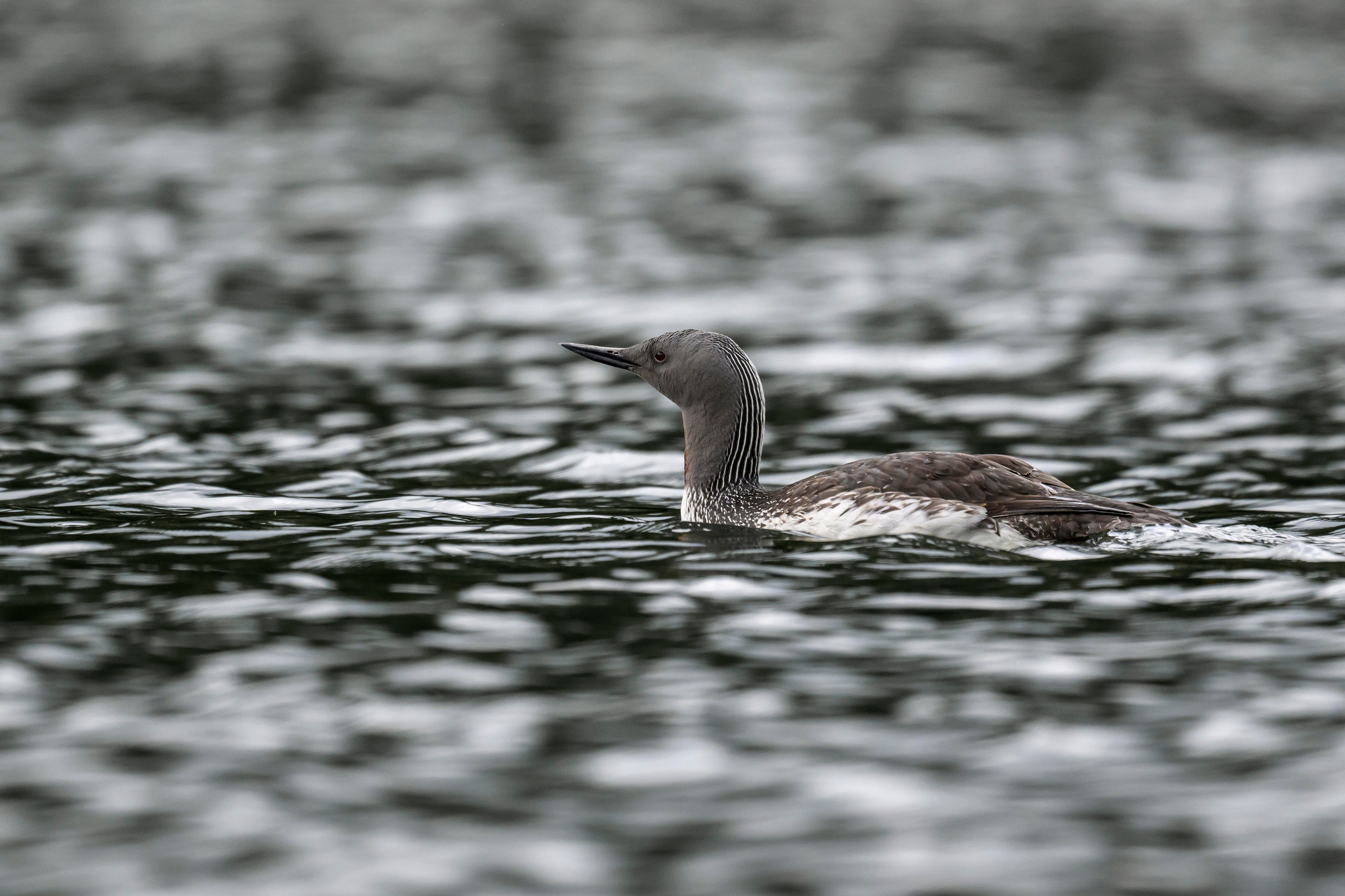 Краснозобая гагара. Фотограф Сергей Пупонин