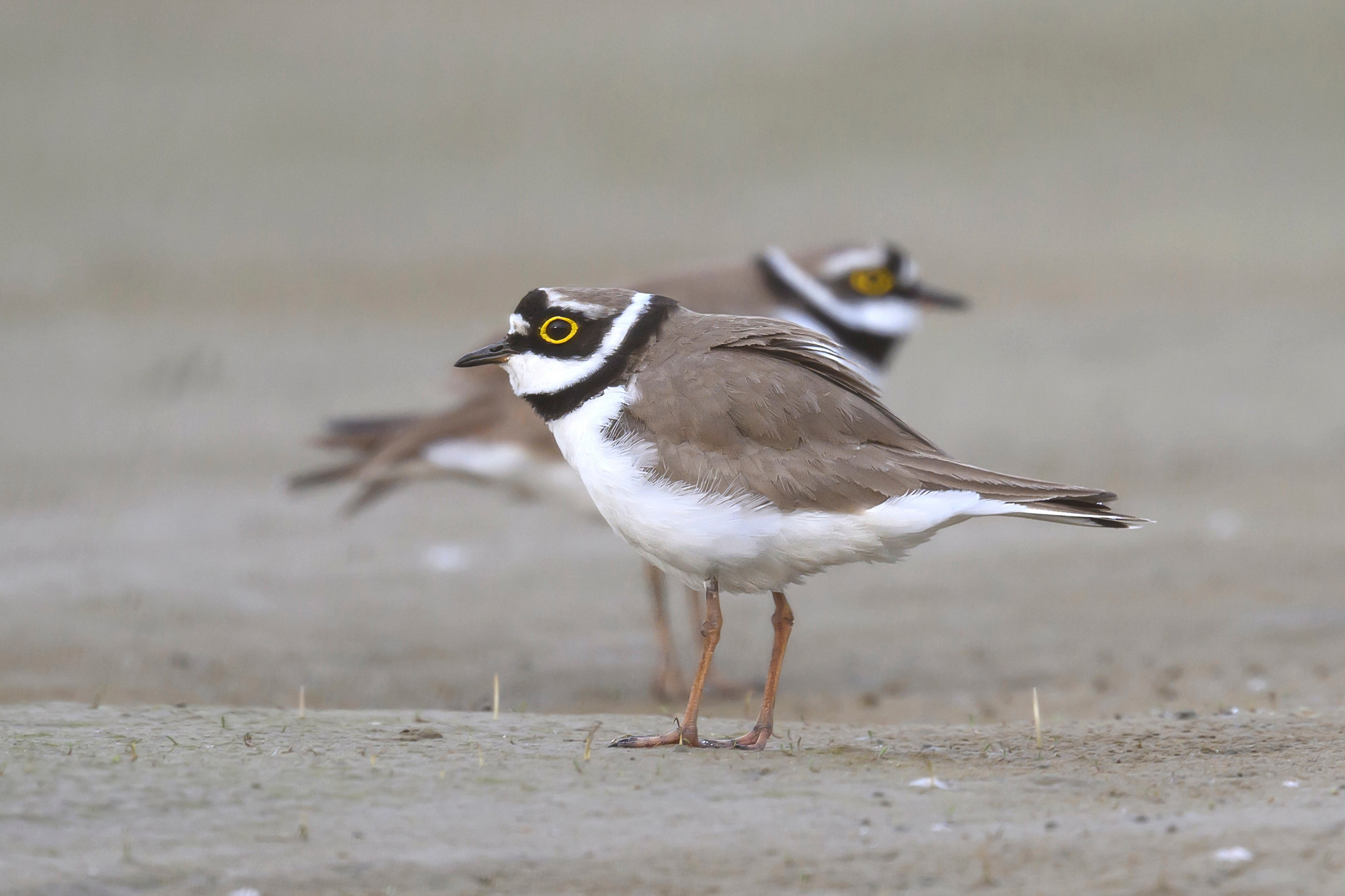 Малый зуек. Фотограф Сергей Пупонин
