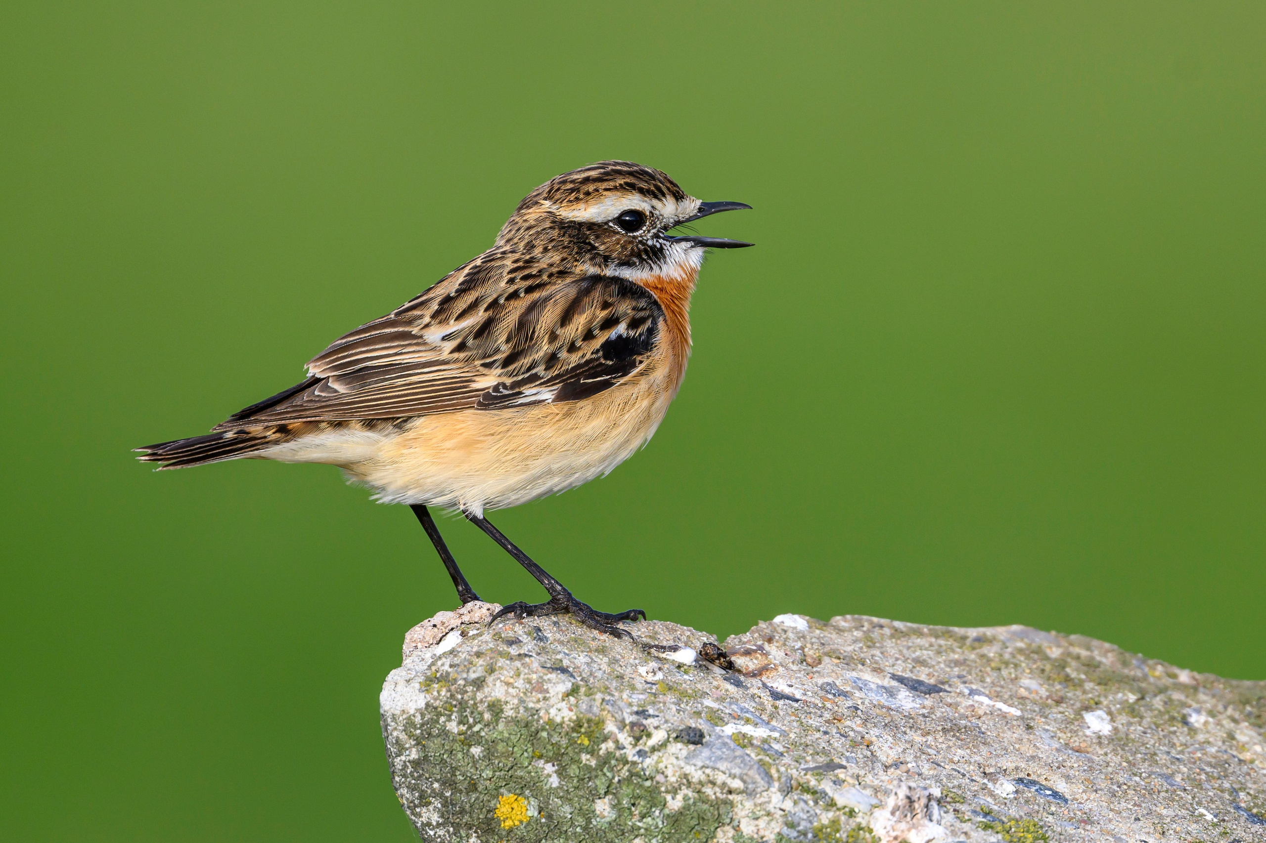 Чекан, гнезда пустельги и чибиса. Фотограф Сергей Пупонин