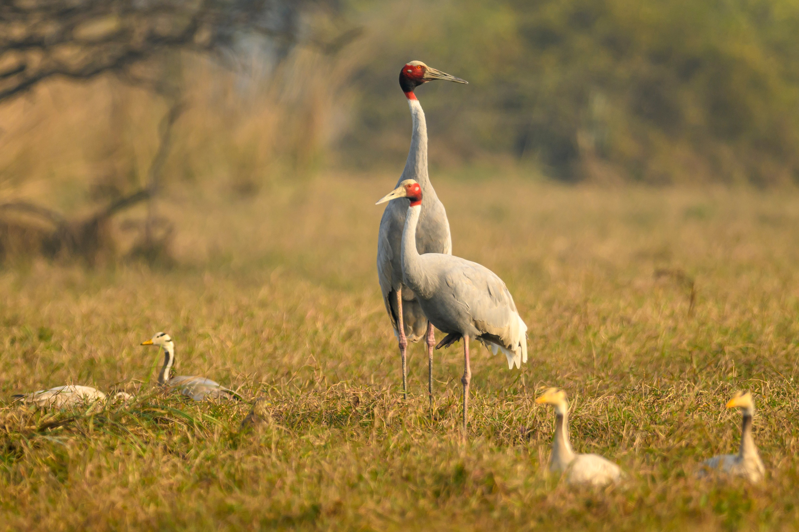 Индийский журавль. Фотограф Сергей Пупонин