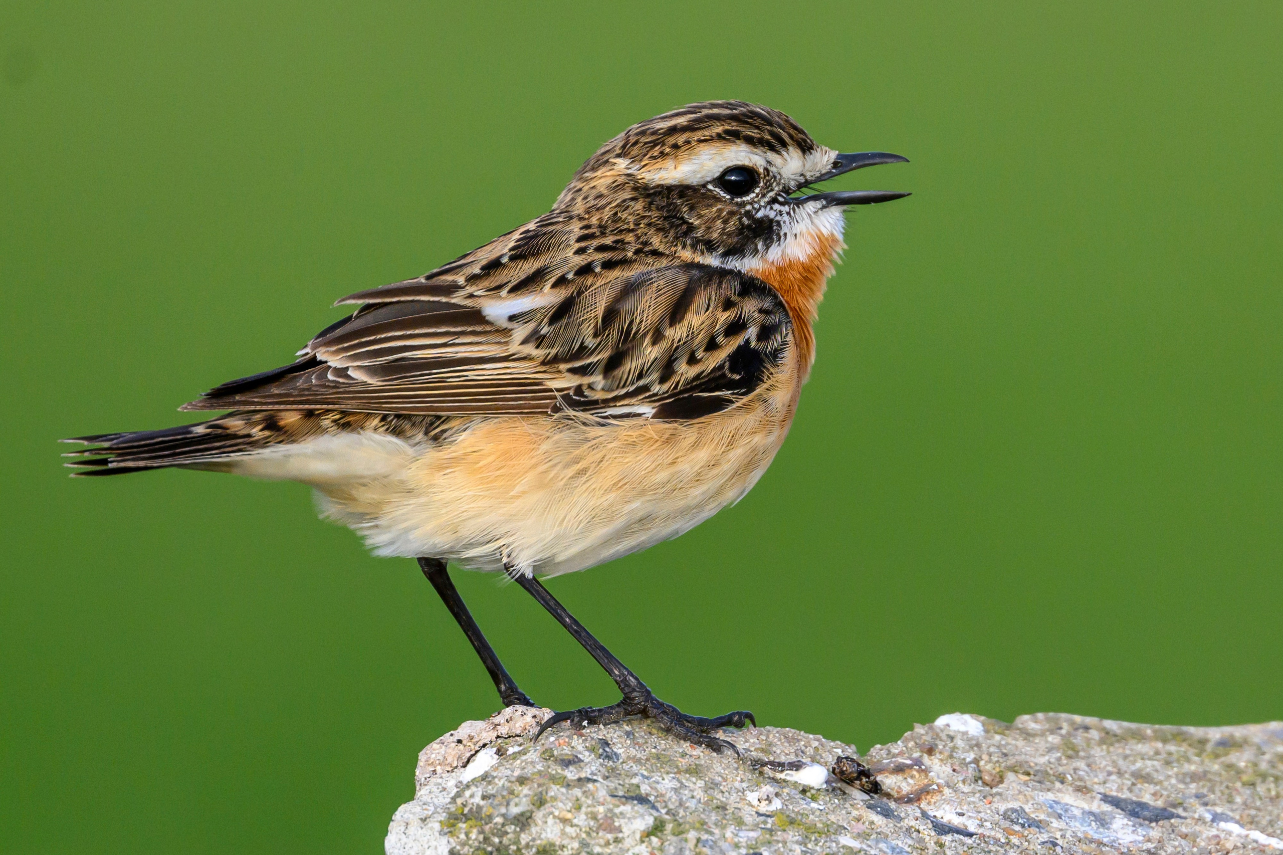 Чекан, гнезда пустельги и чибиса. Фотограф Сергей Пупонин