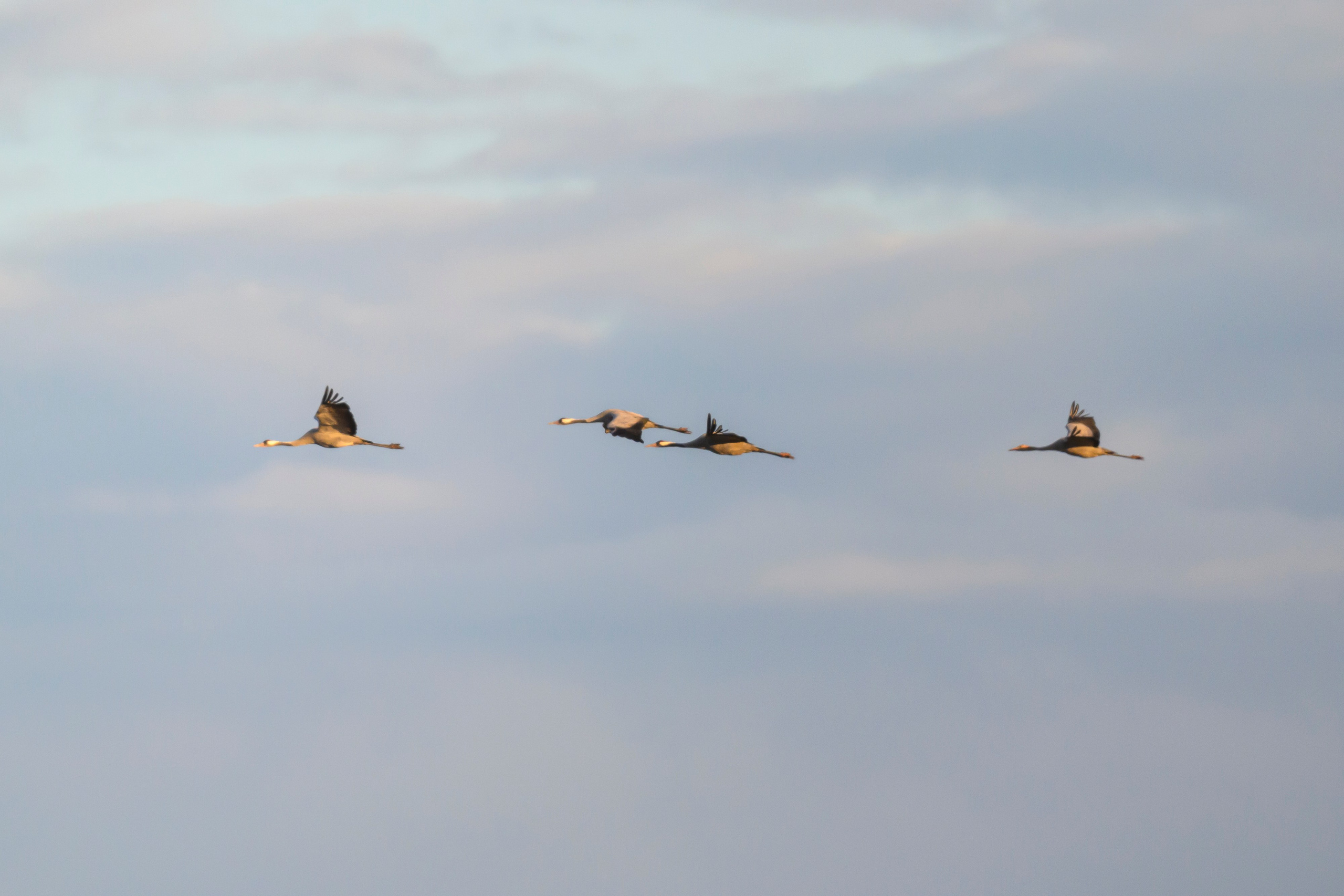 Журавли улетели на юг. The cranes flew south. Фотограф Сергей Пупонин