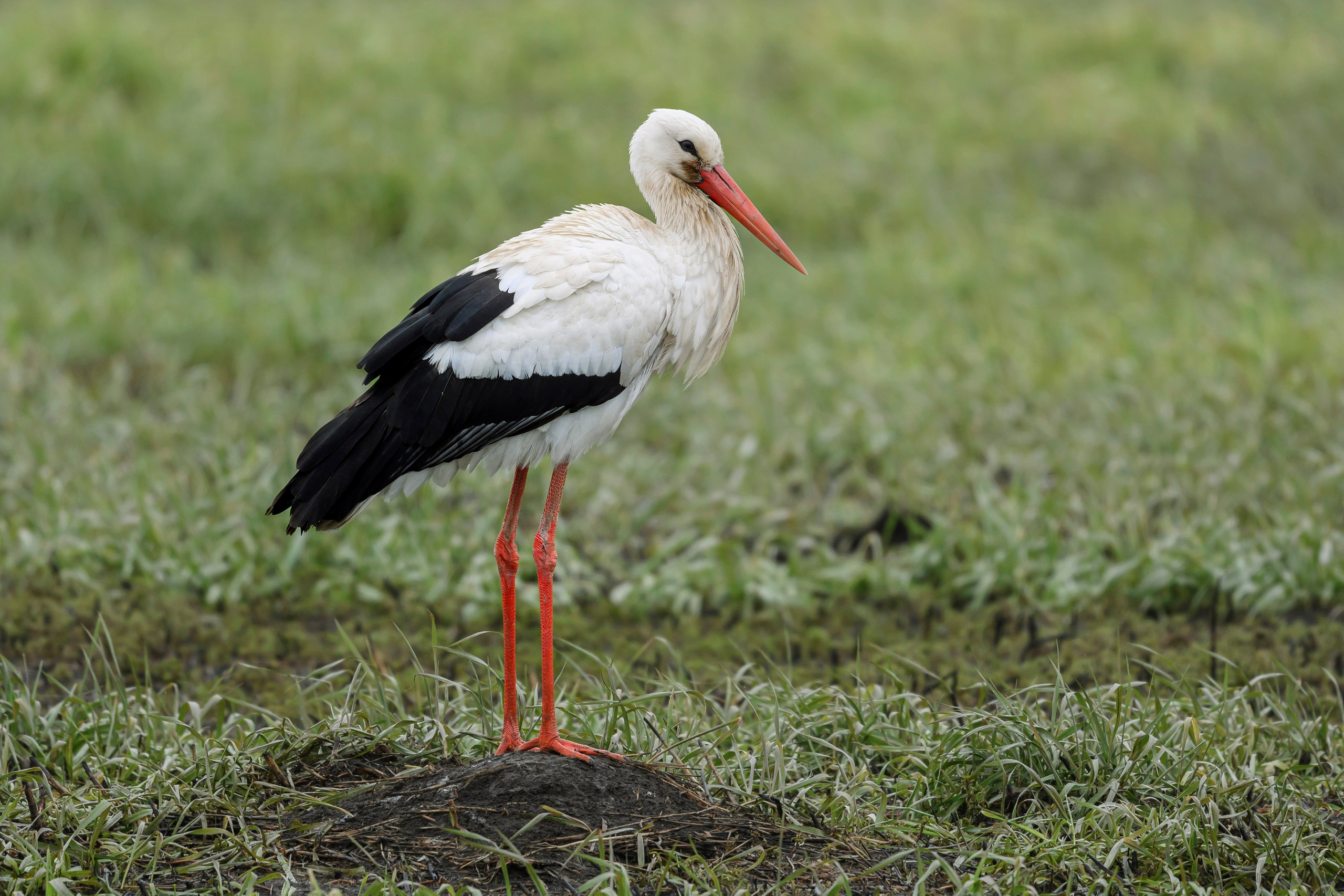 Аист. Фотограф Сергей Пупонин