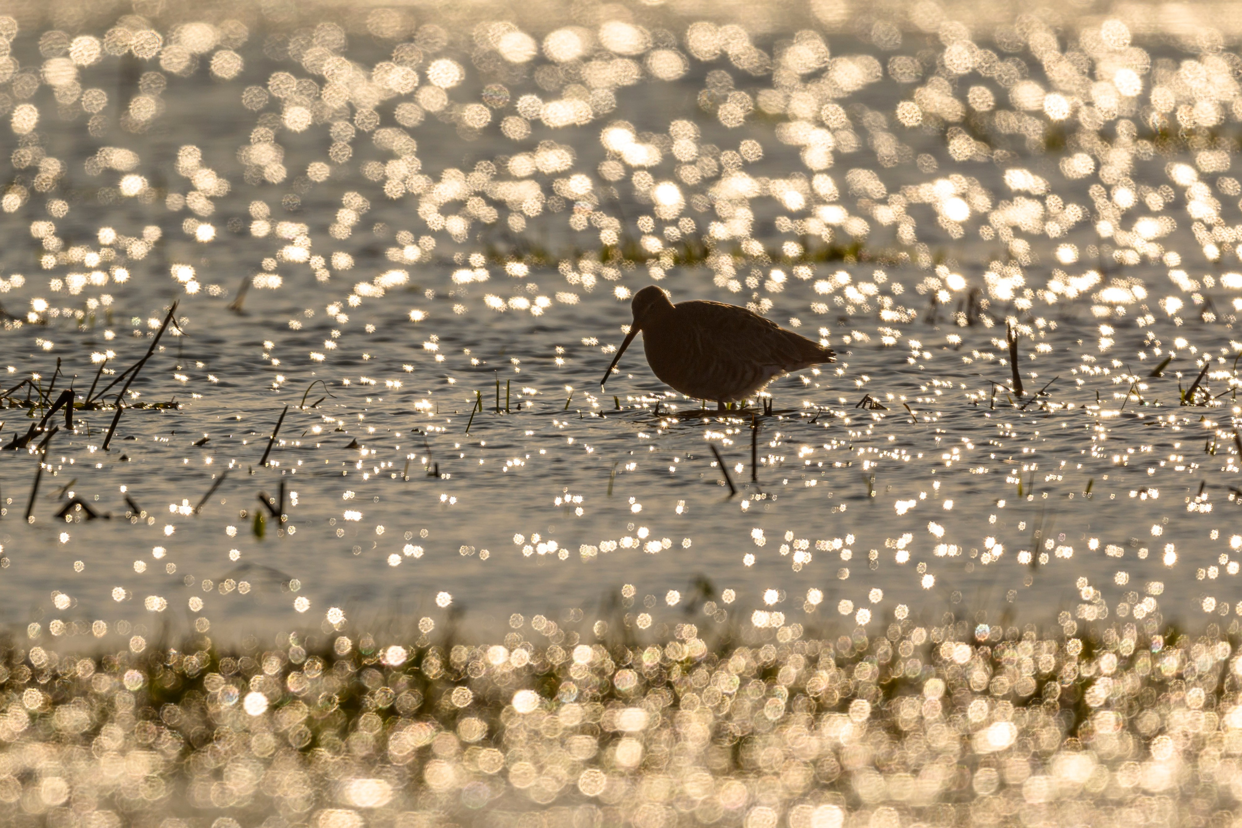 Турухтаны и веретенники. Фотограф Сергей Пупонин
