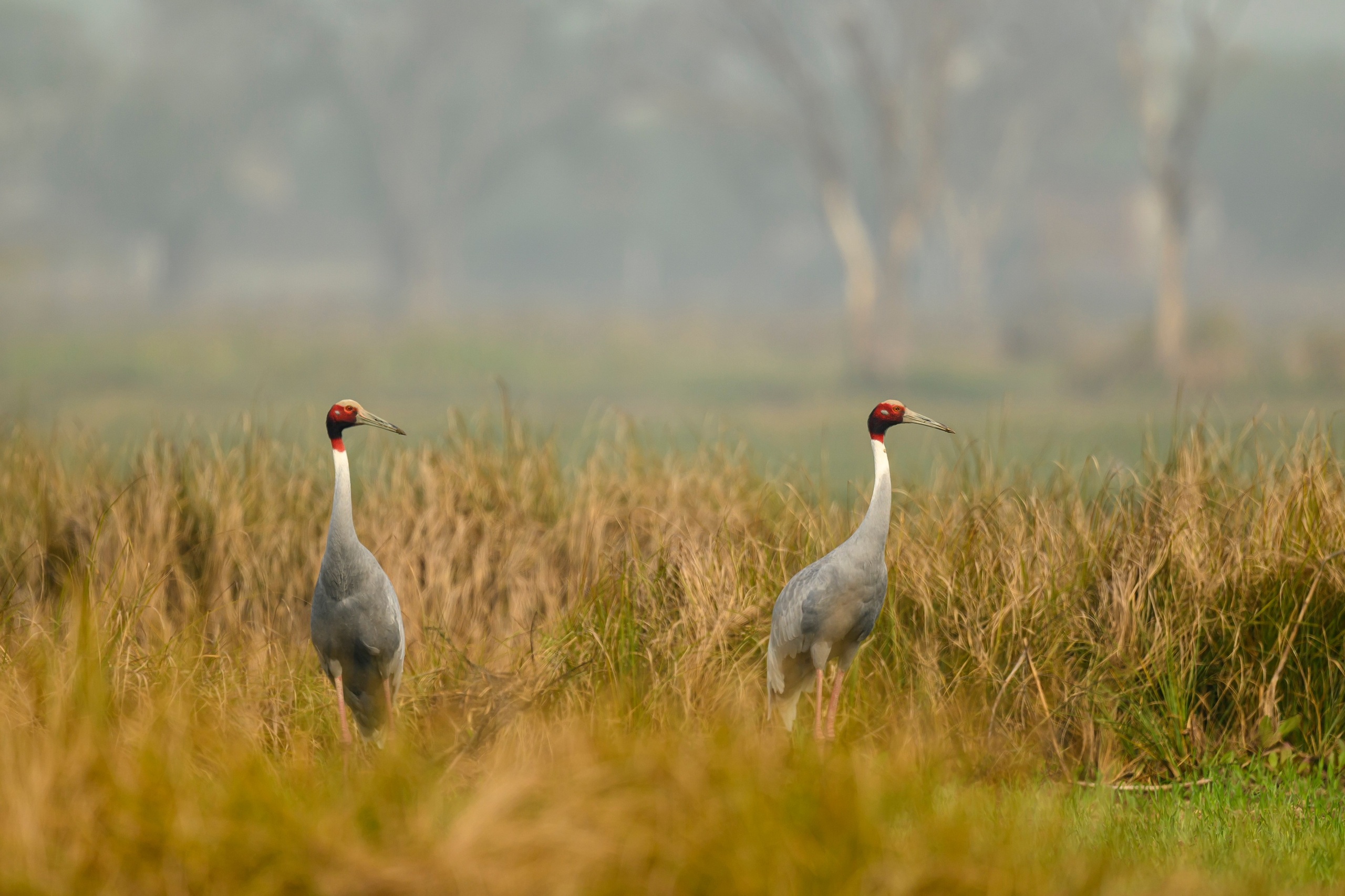 Индийский журавль. Фотограф Сергей Пупонин