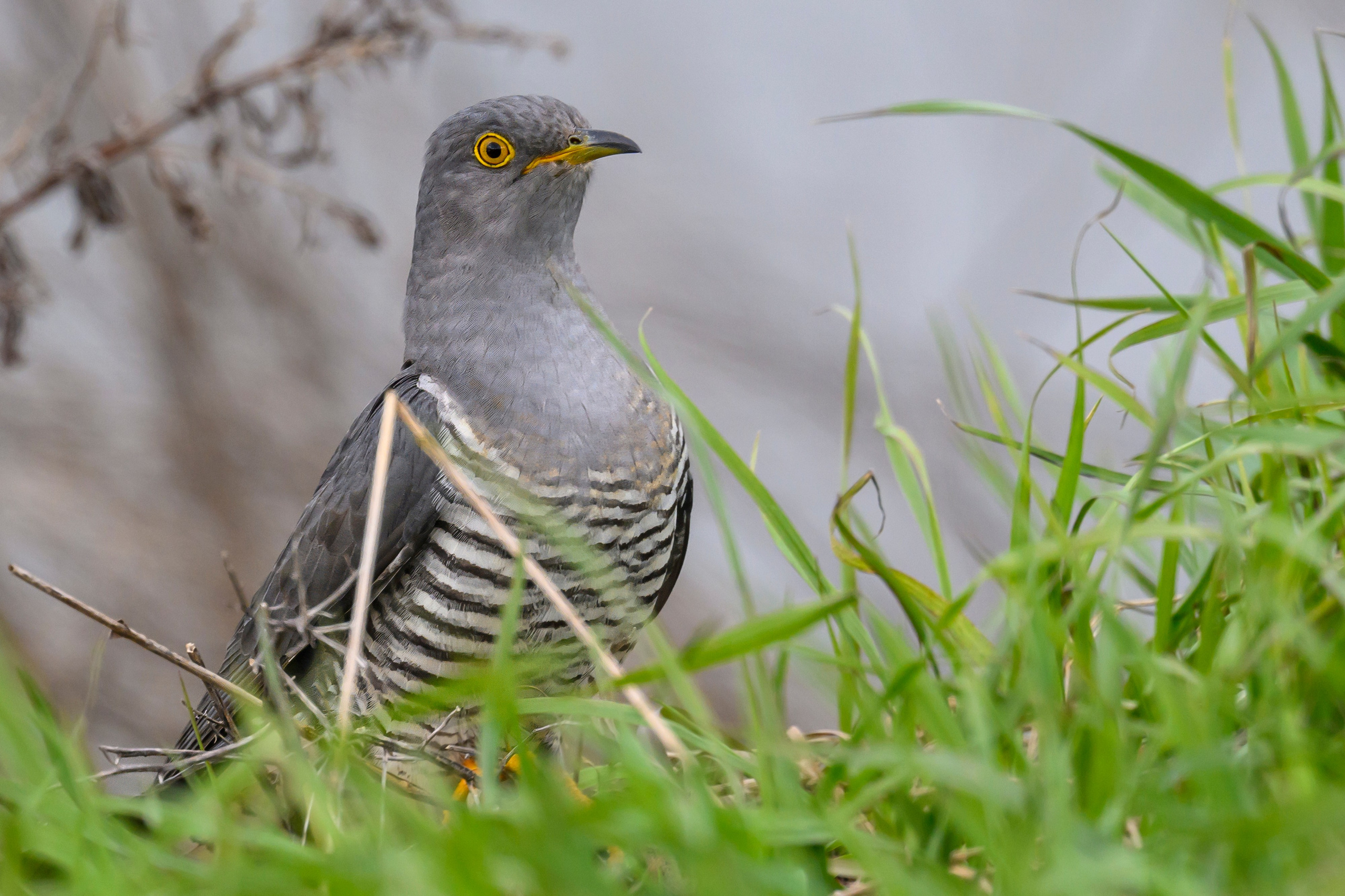 После снегопада. Фотограф Сергей Пупонин
