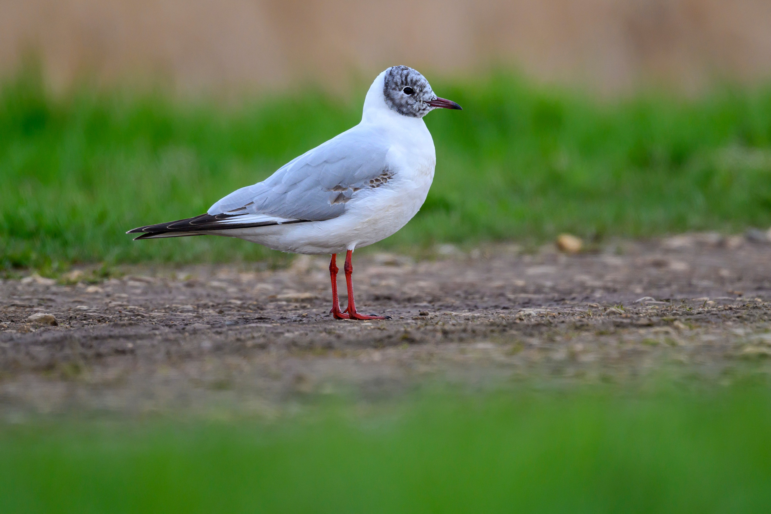 После снегопада. Фотограф Сергей Пупонин