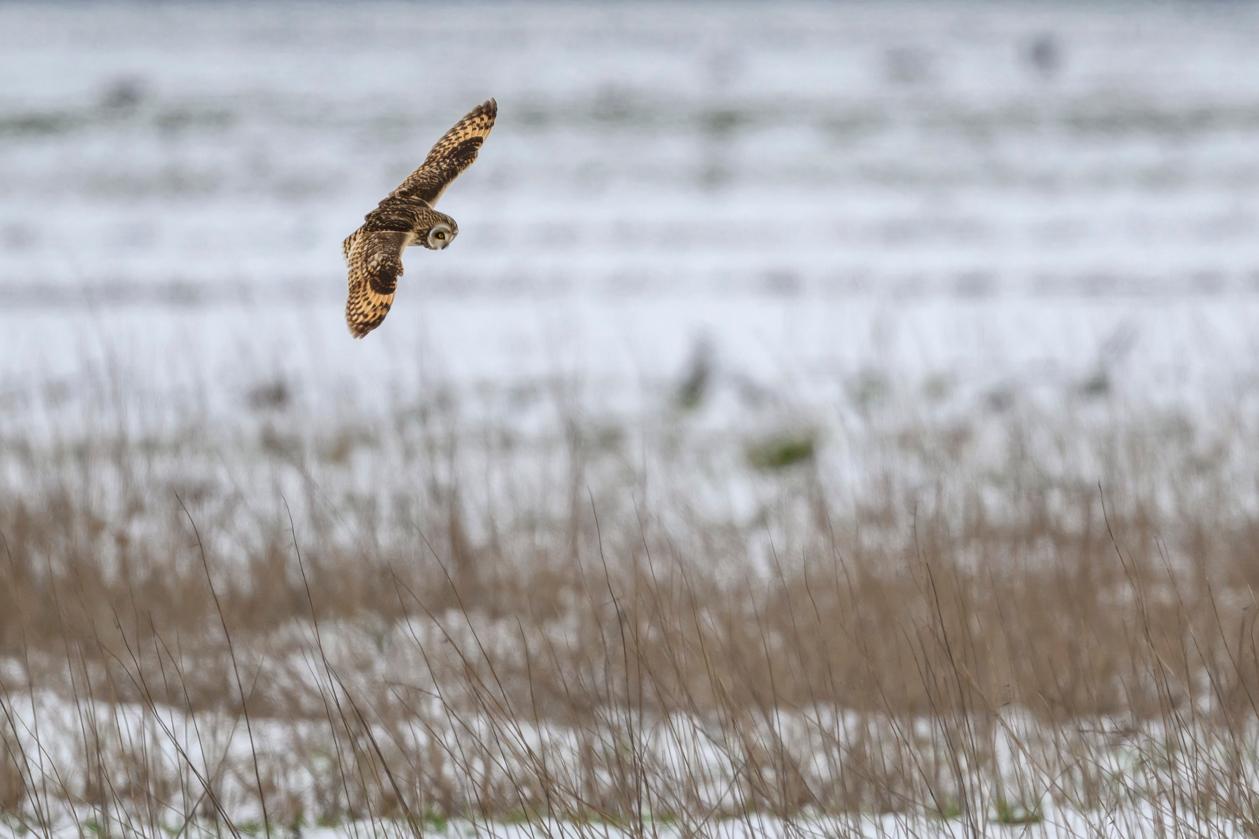 Снегопад. Фотограф Сергей Пупонин
