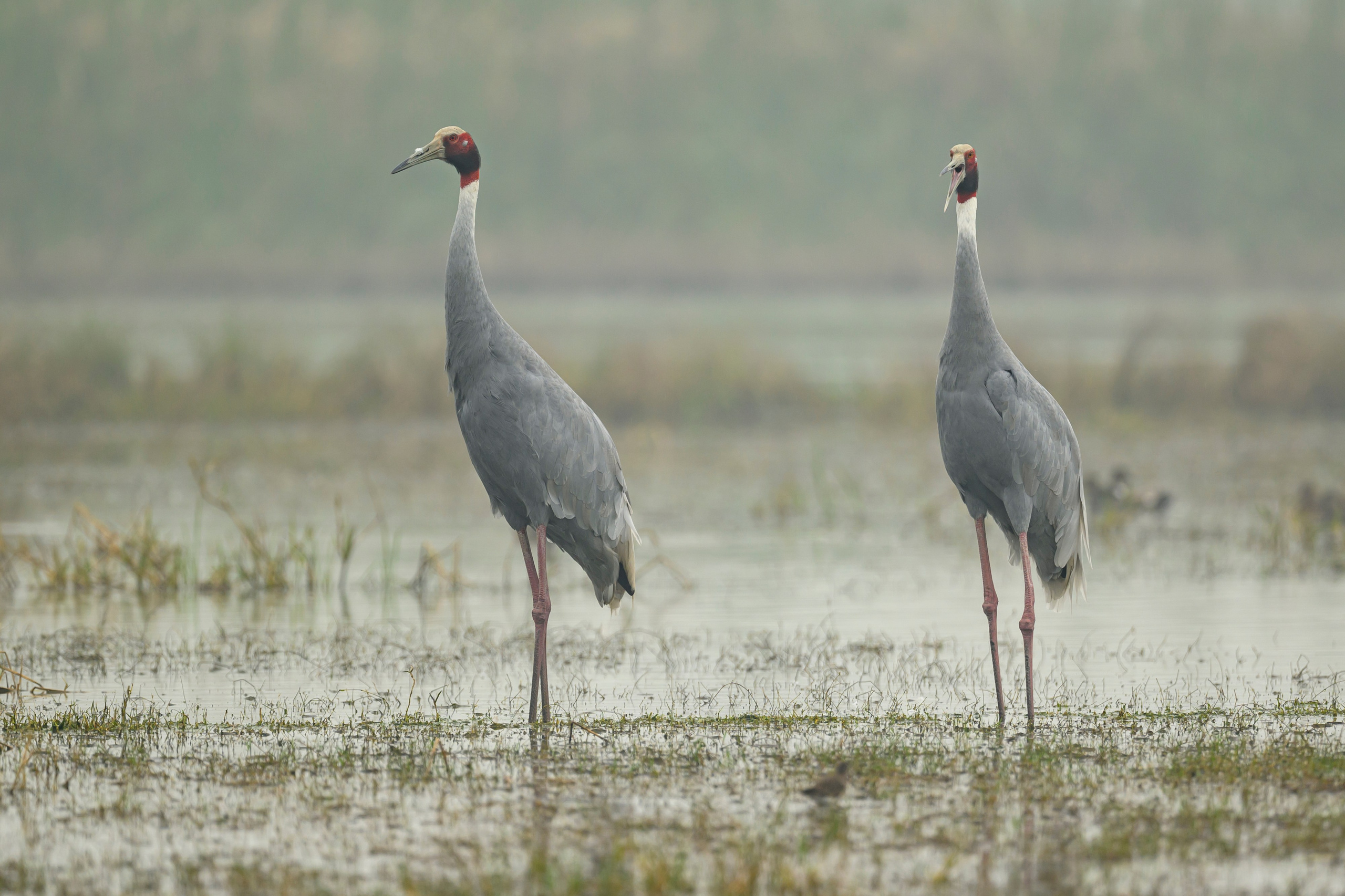 Индийский журавль. Фотограф Сергей Пупонин
