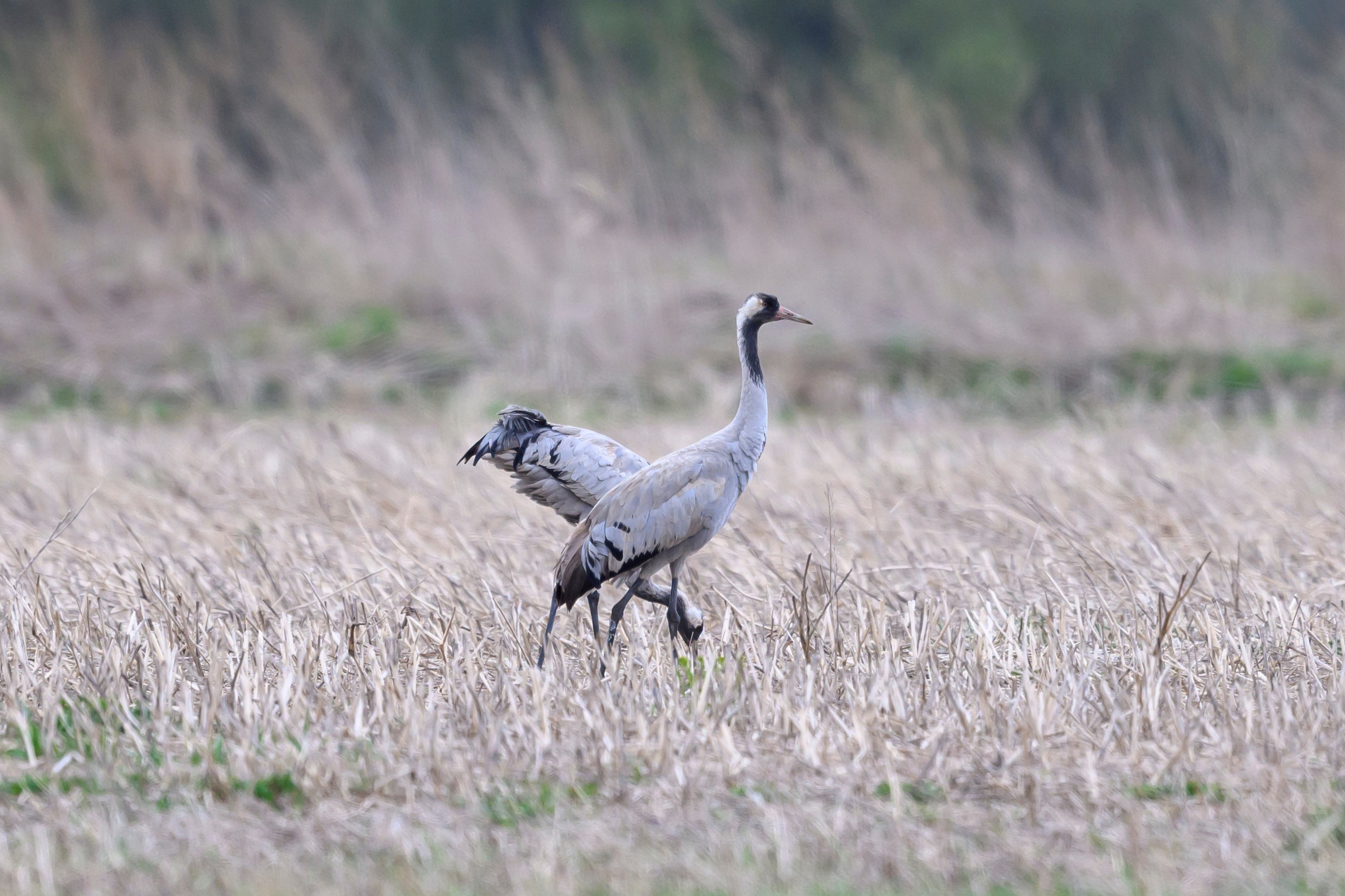 Драка зимняков. Фотограф Сергей Пупонин