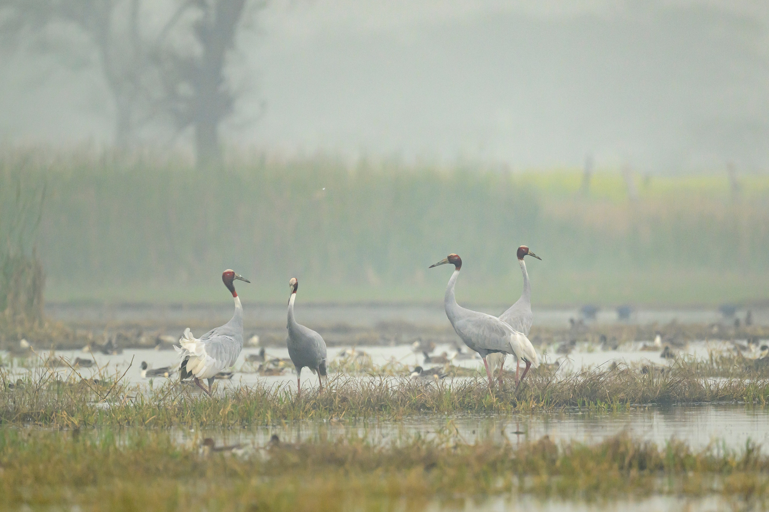 Индийский журавль. Фотограф Сергей Пупонин