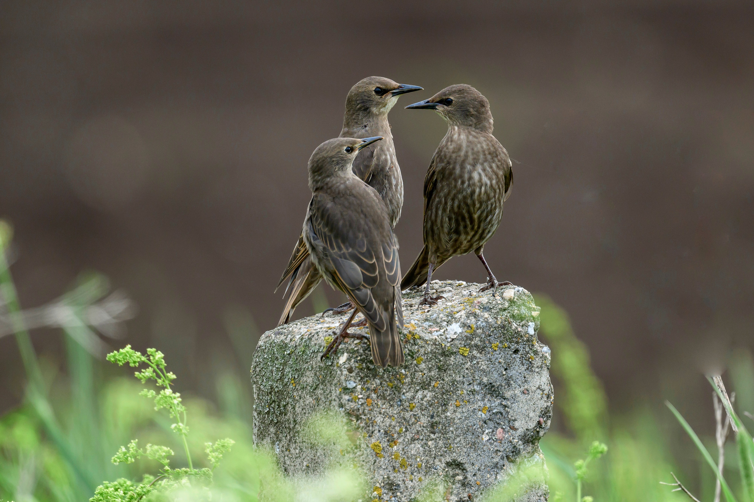 Веретенник и скворцы. Фотограф Сергей Пупонин