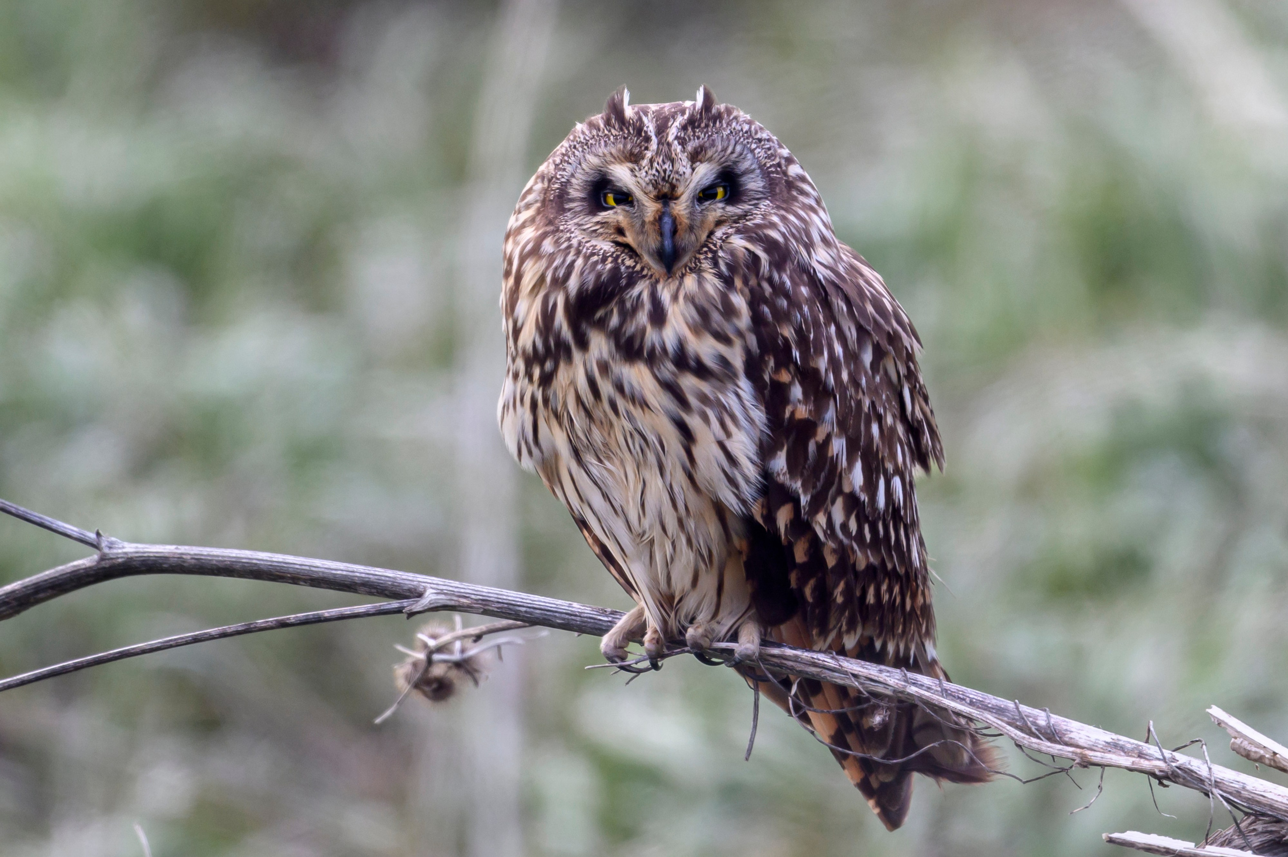 Сова и веретенники. Фотограф Сергей Пупонин