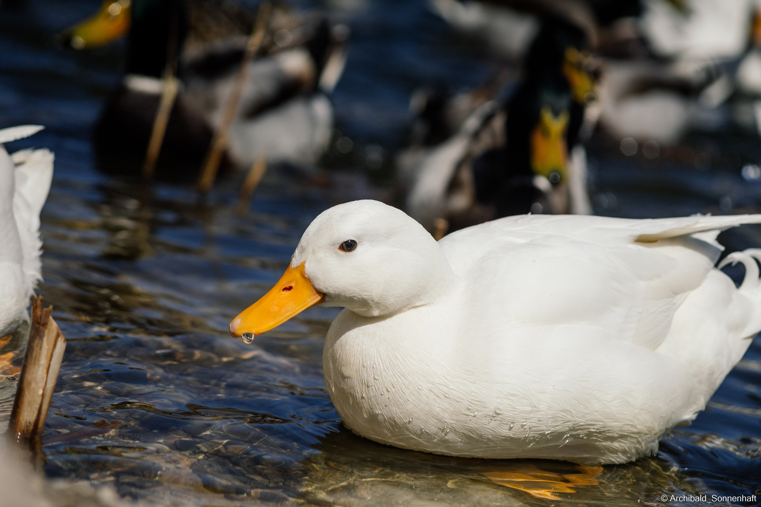 Ducks in Tianjin University’s Lake. Photographer in Guangzhou, China. Archibald Sonnenhaft