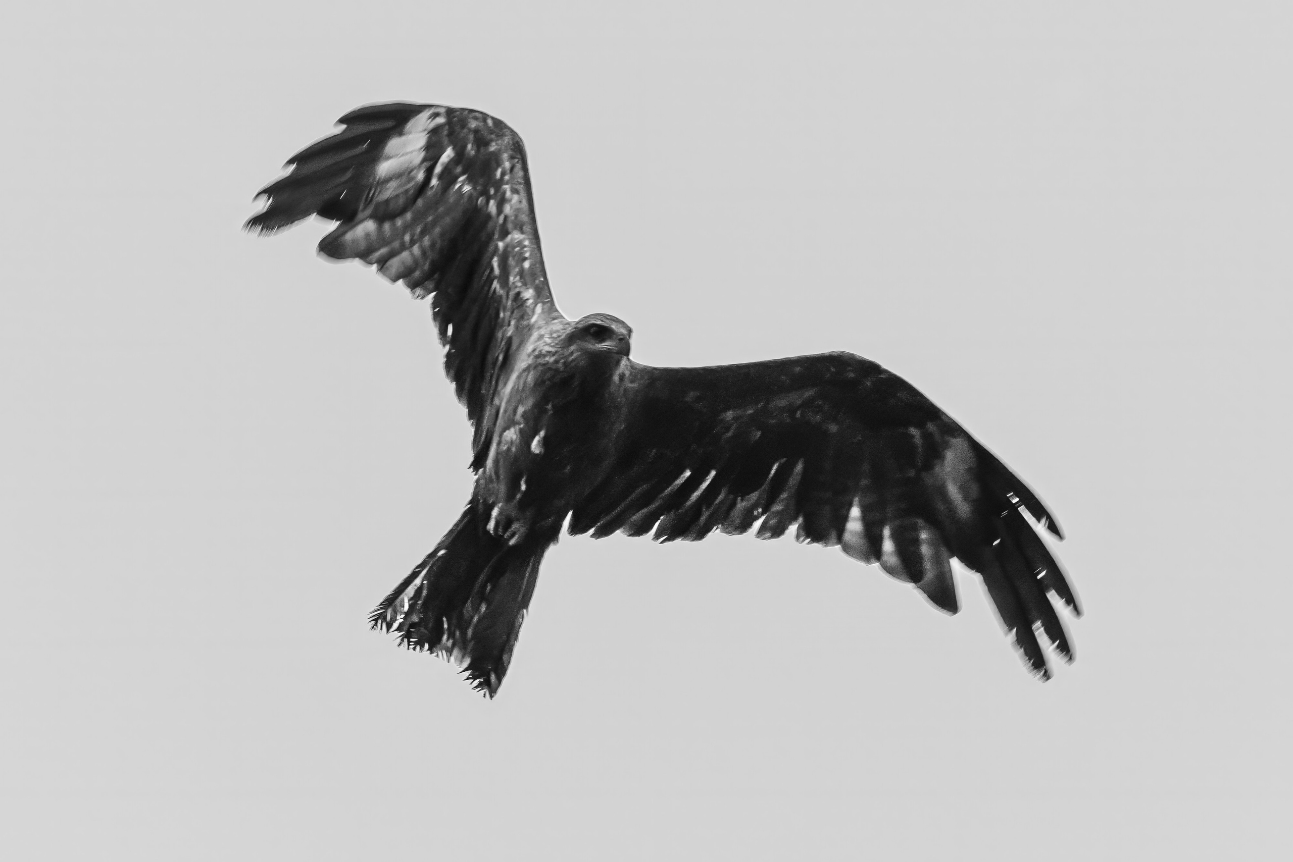 Молодой коршун. Фотограф Сергей Пупонин