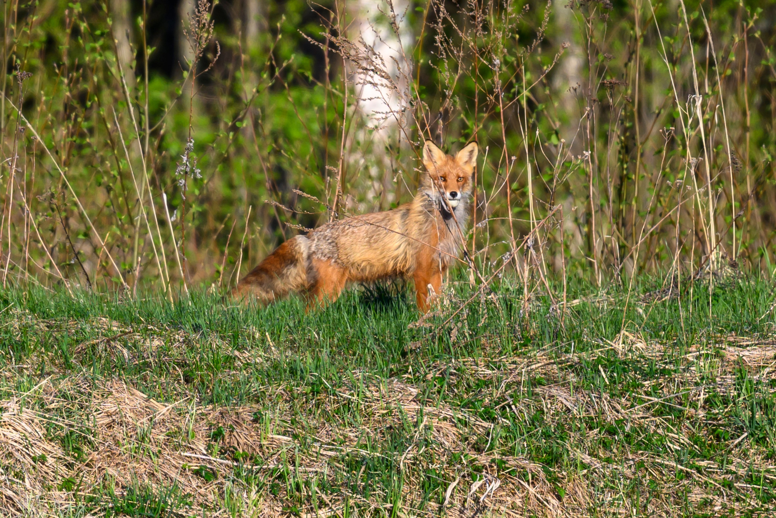 Лиса стащила яйцо. Фотограф Сергей Пупонин