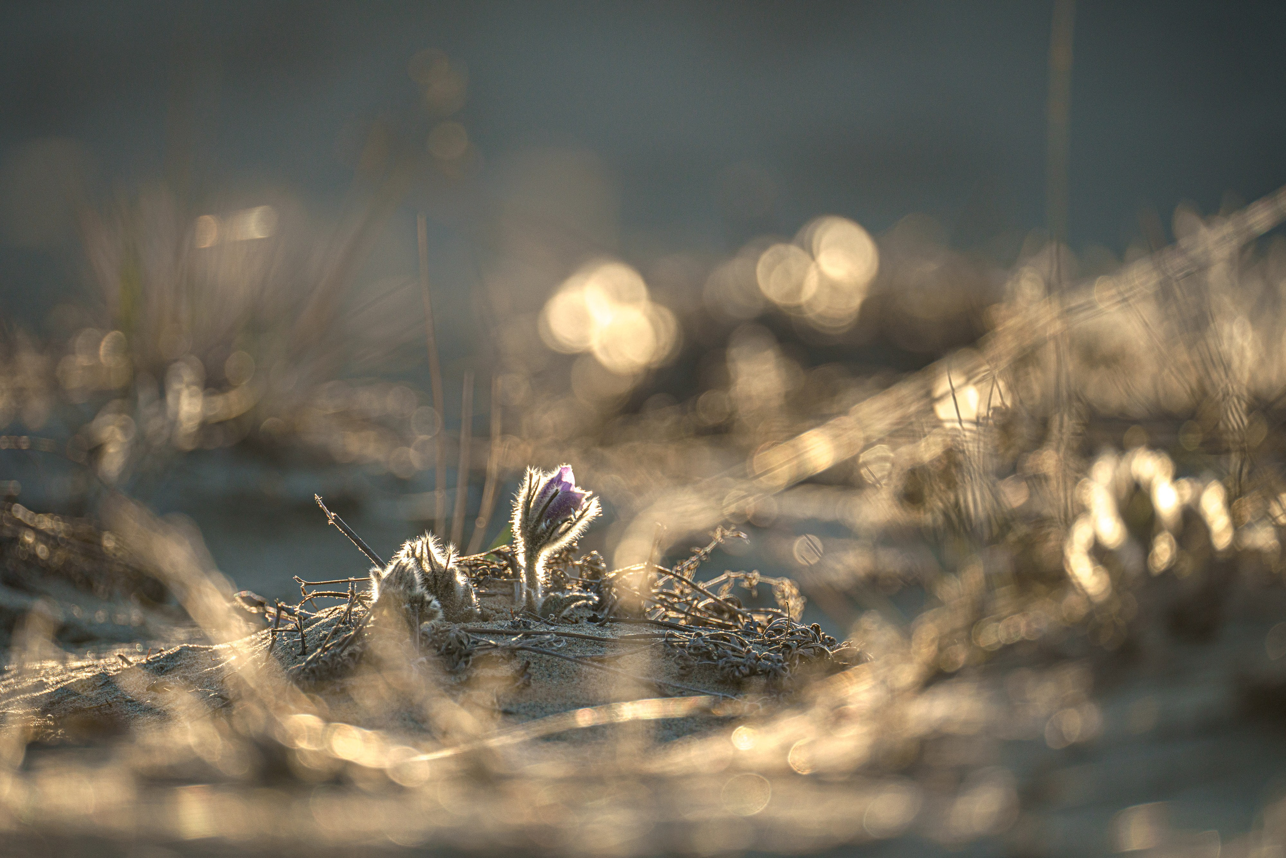 Очарование Чары