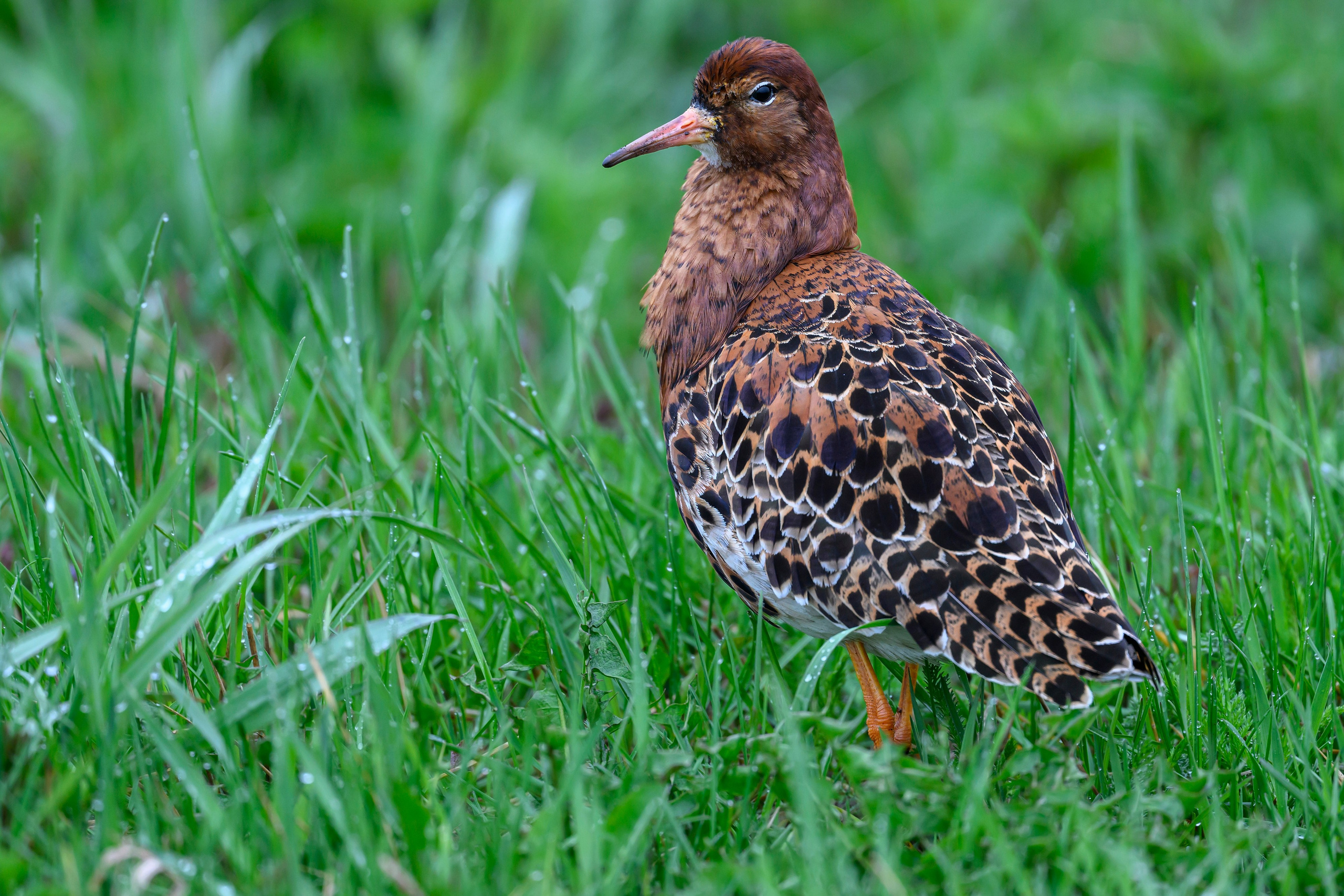 Дождь. Фотограф Сергей Пупонин