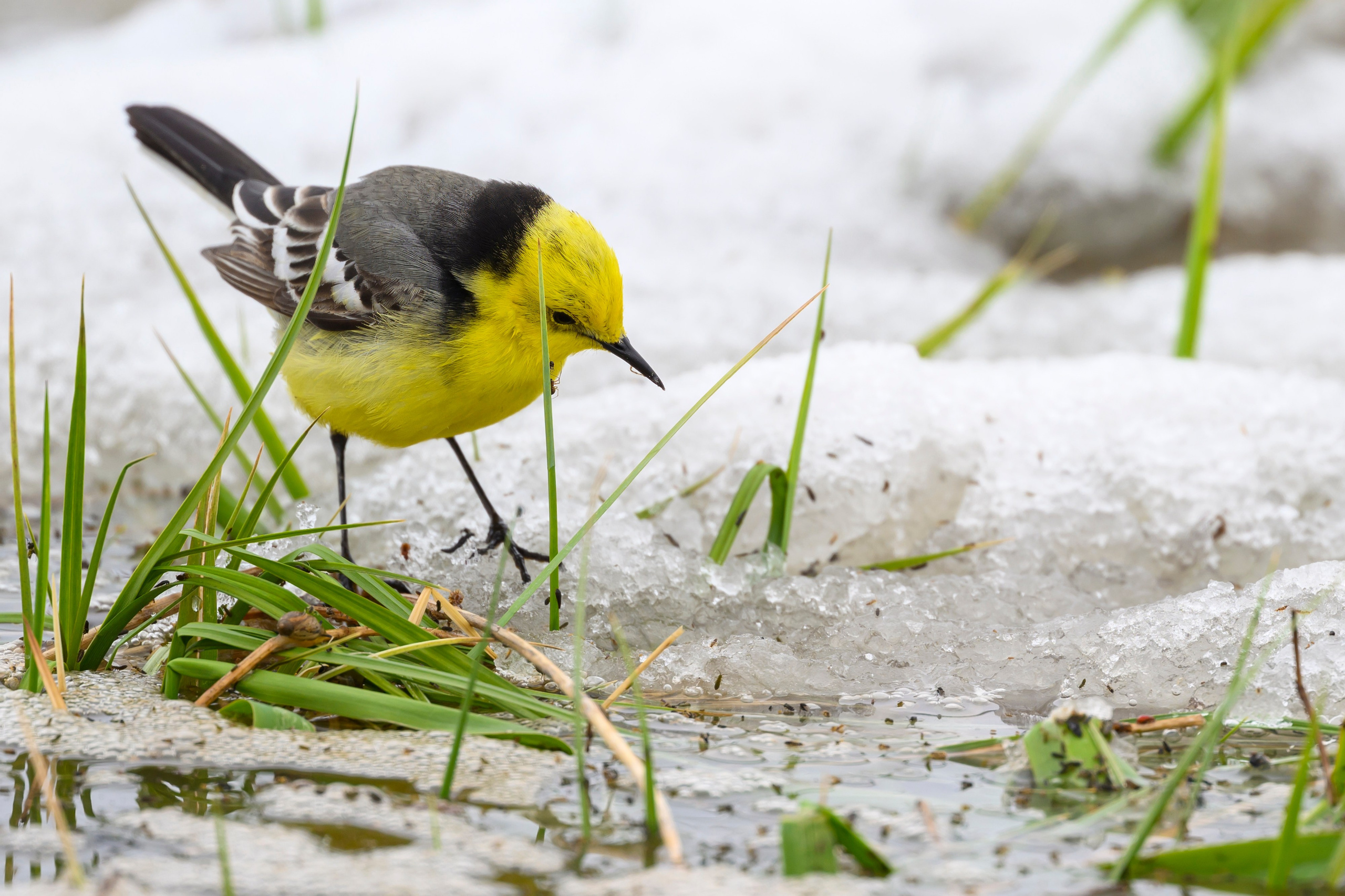 Снегопад. Фотограф Сергей Пупонин