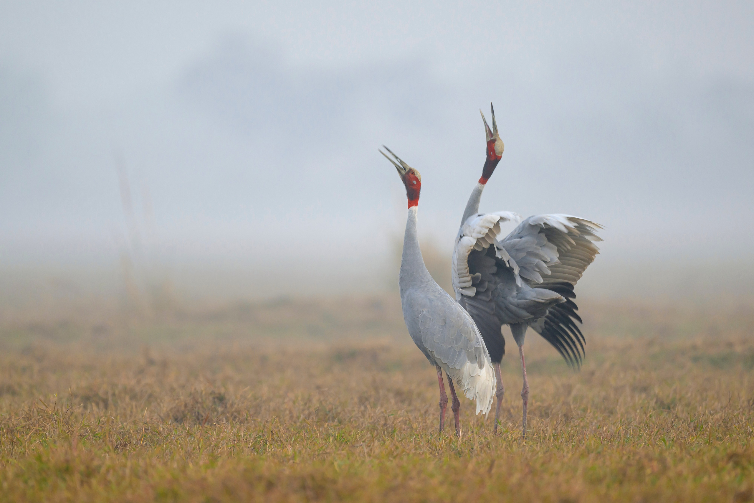 Индийский журавль. Фотограф Сергей Пупонин