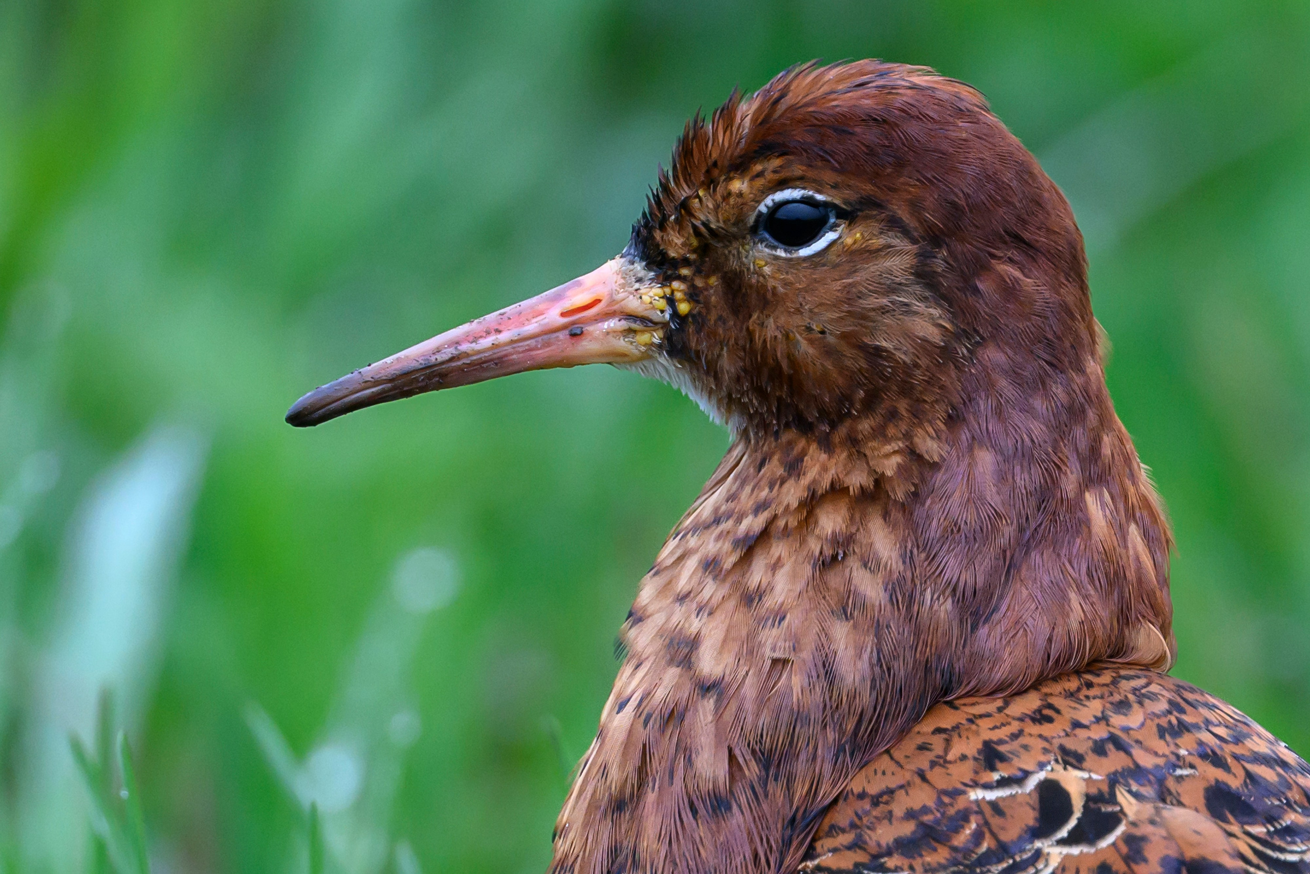 Дождь. Фотограф Сергей Пупонин