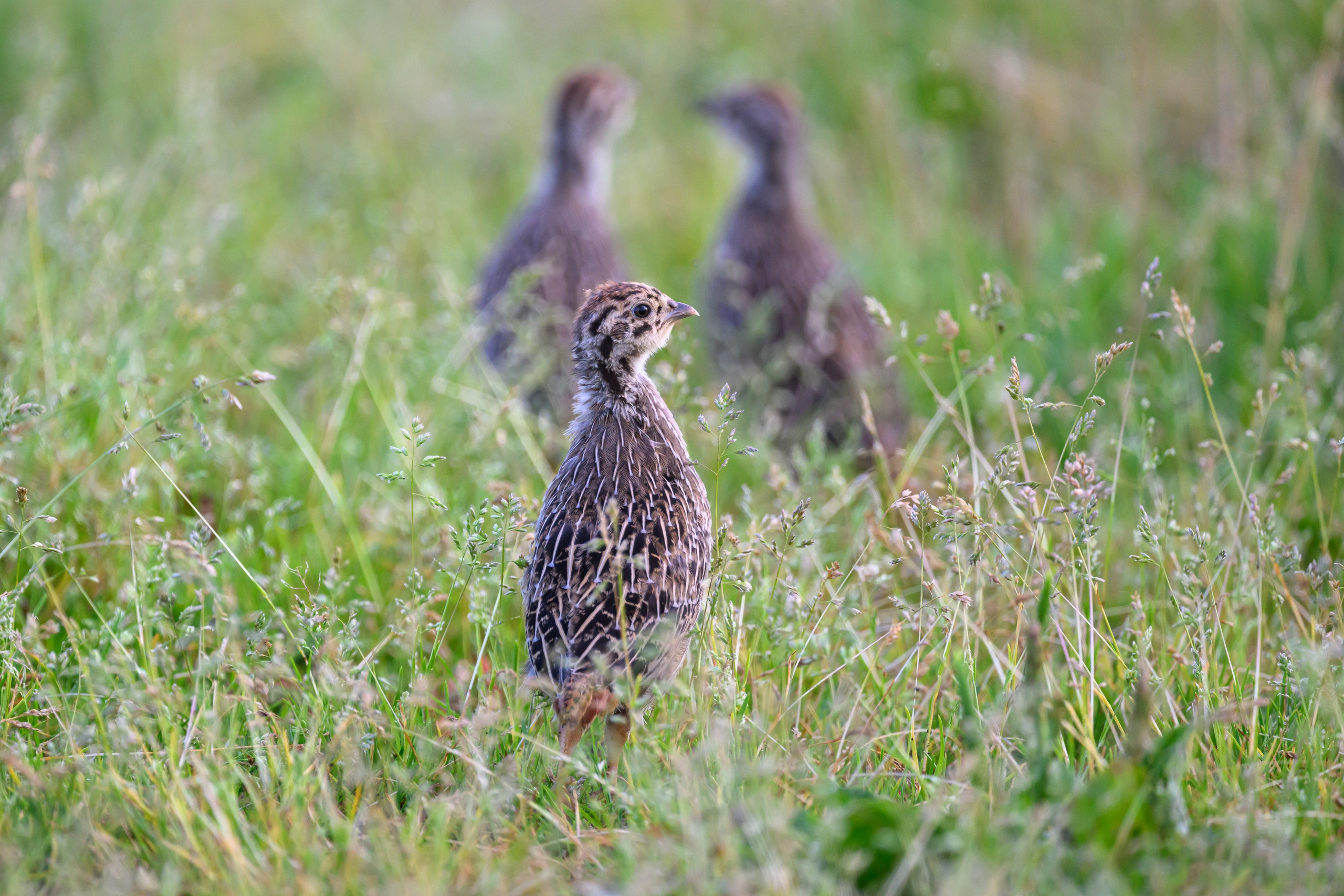 Птенцы куропатки. Фотограф Сергей Пупонин