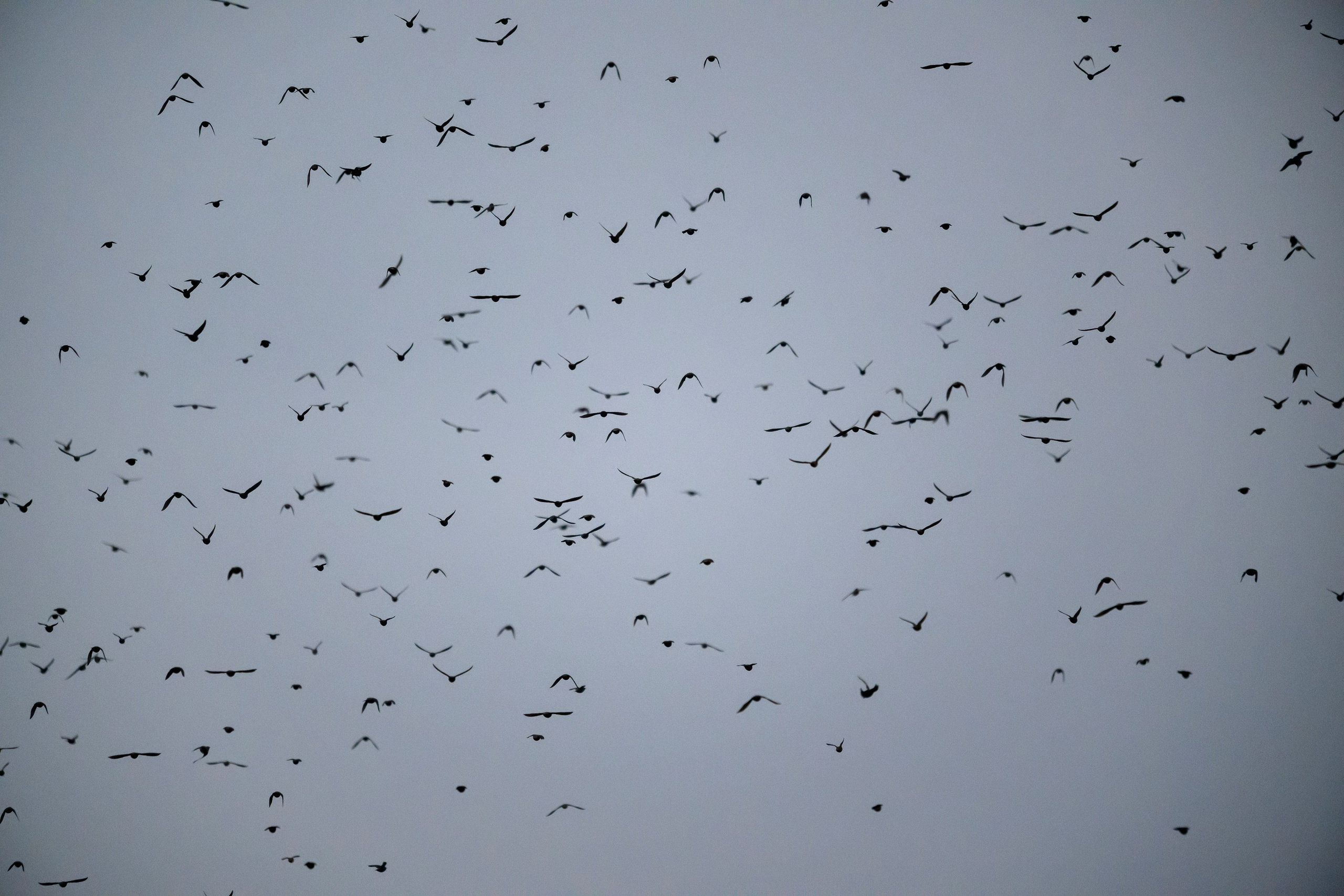 Пасмурно.Cloudy. Фотограф Сергей Пупонин