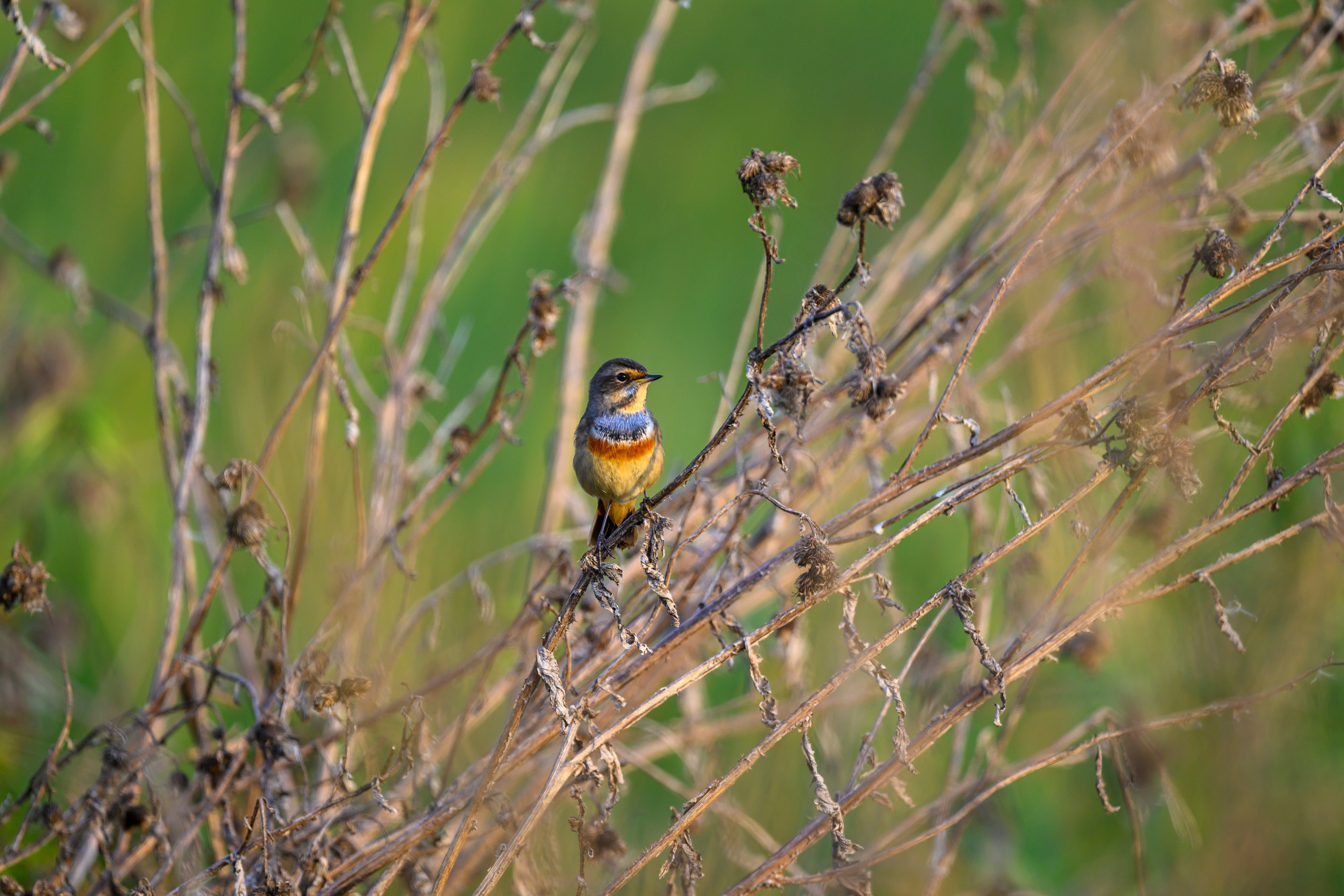 Варакушки мигрируют. Wildlife photography by Sergey Puponin