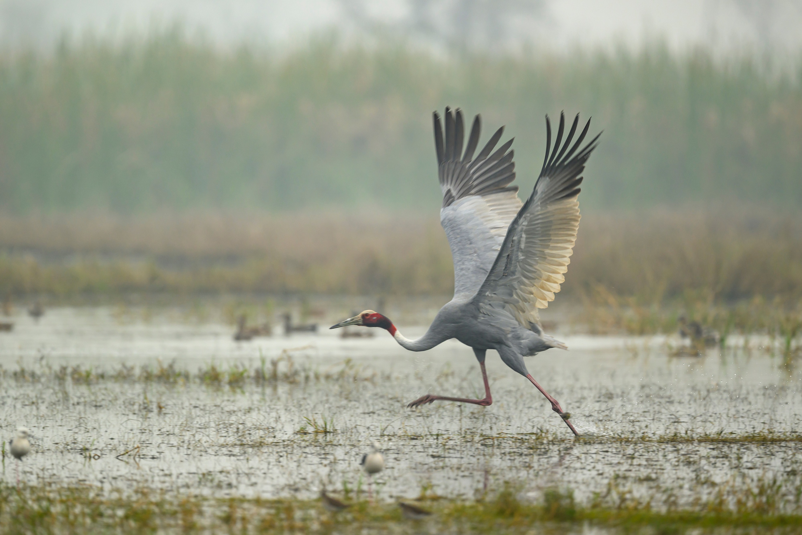 Индийский журавль. Фотограф Сергей Пупонин